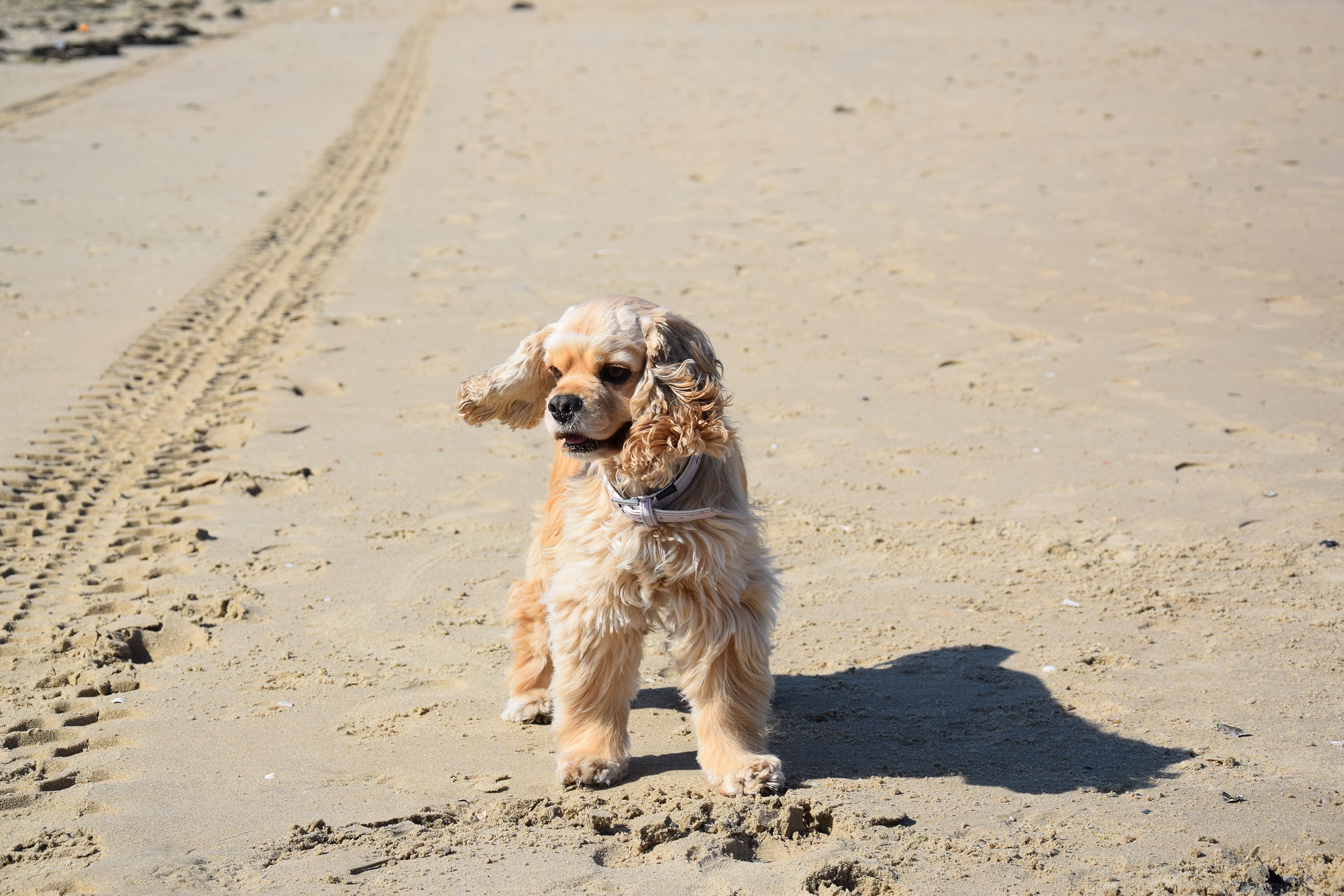 Amerikansk cocker spaniel