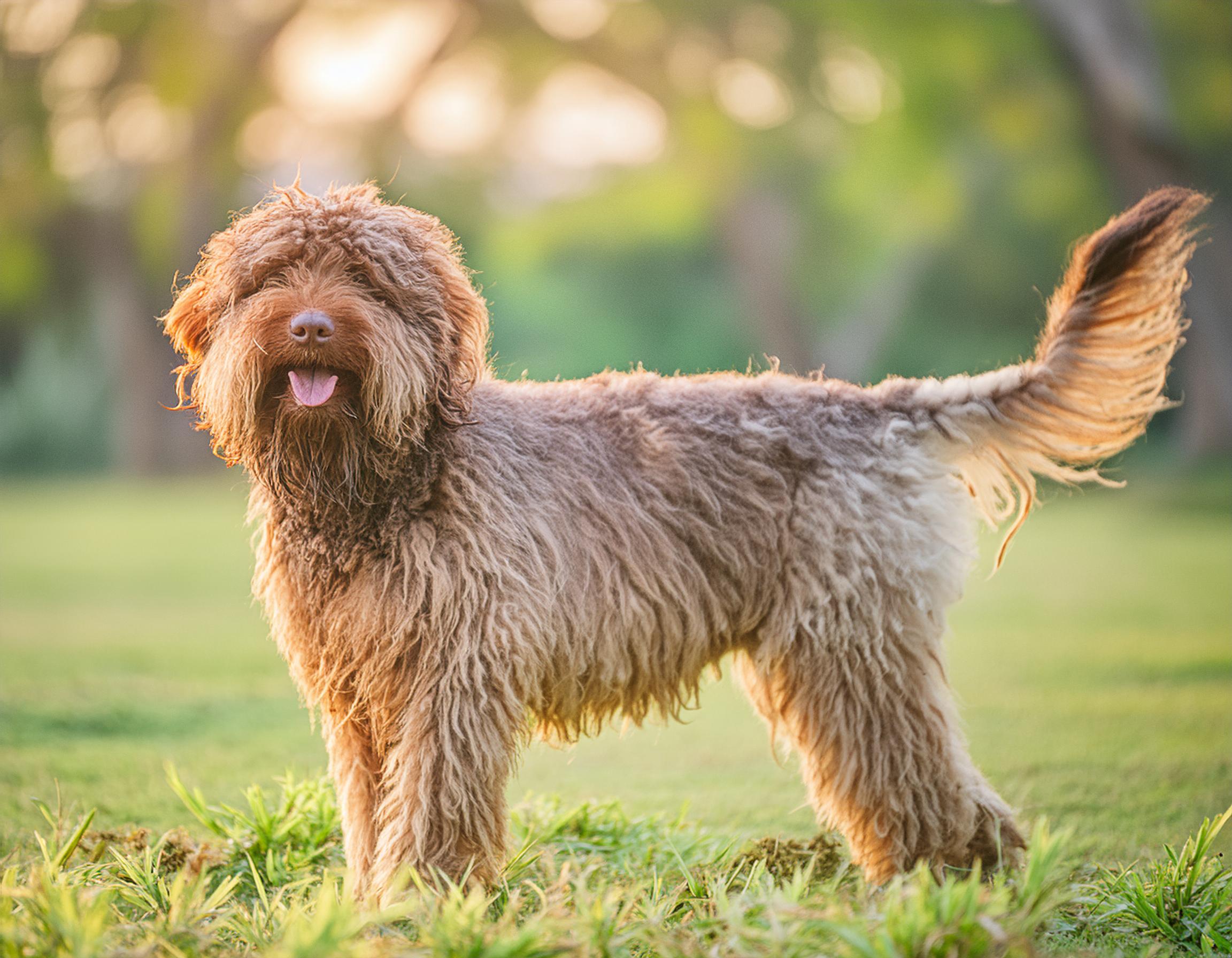 Barbet