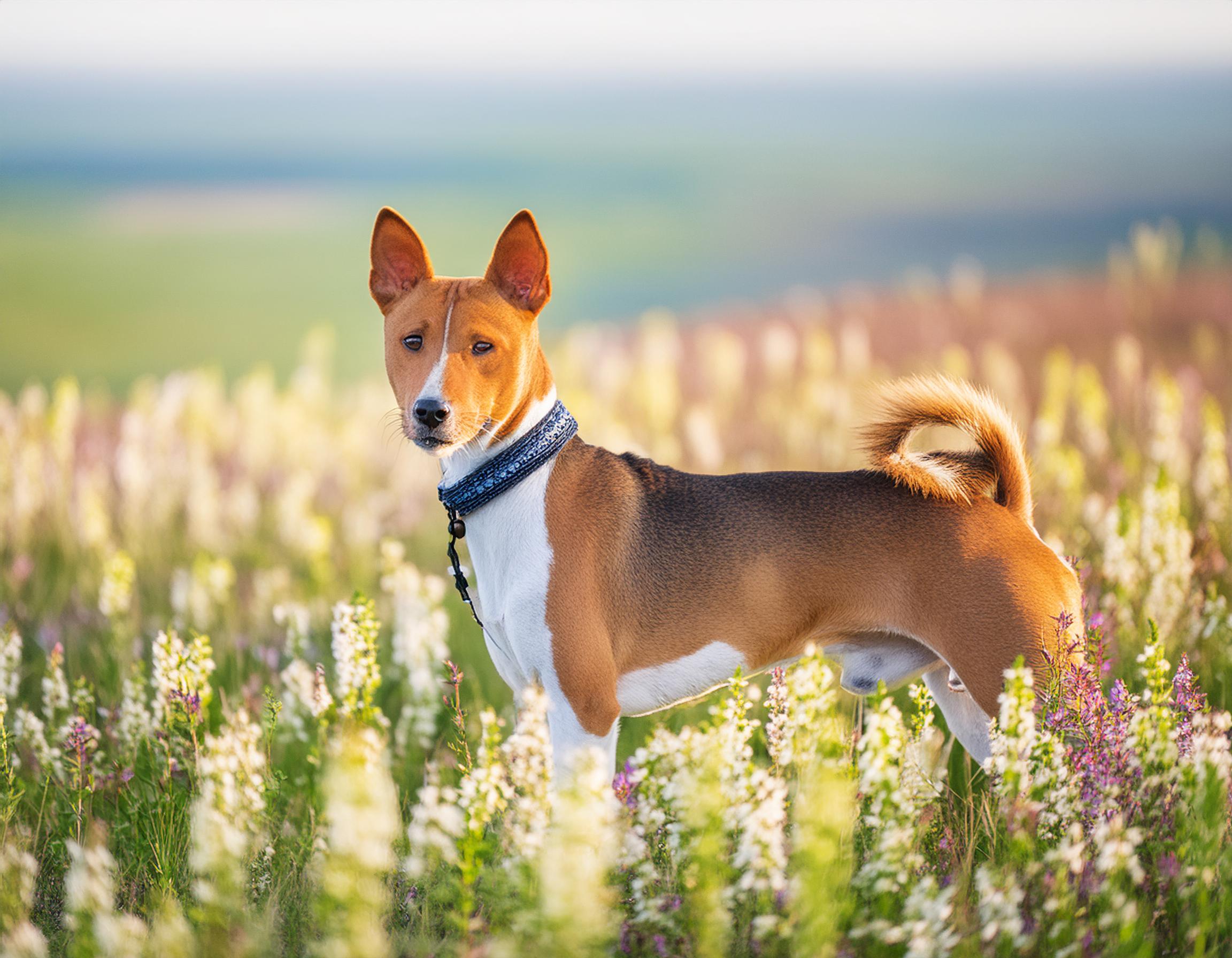 Basenji