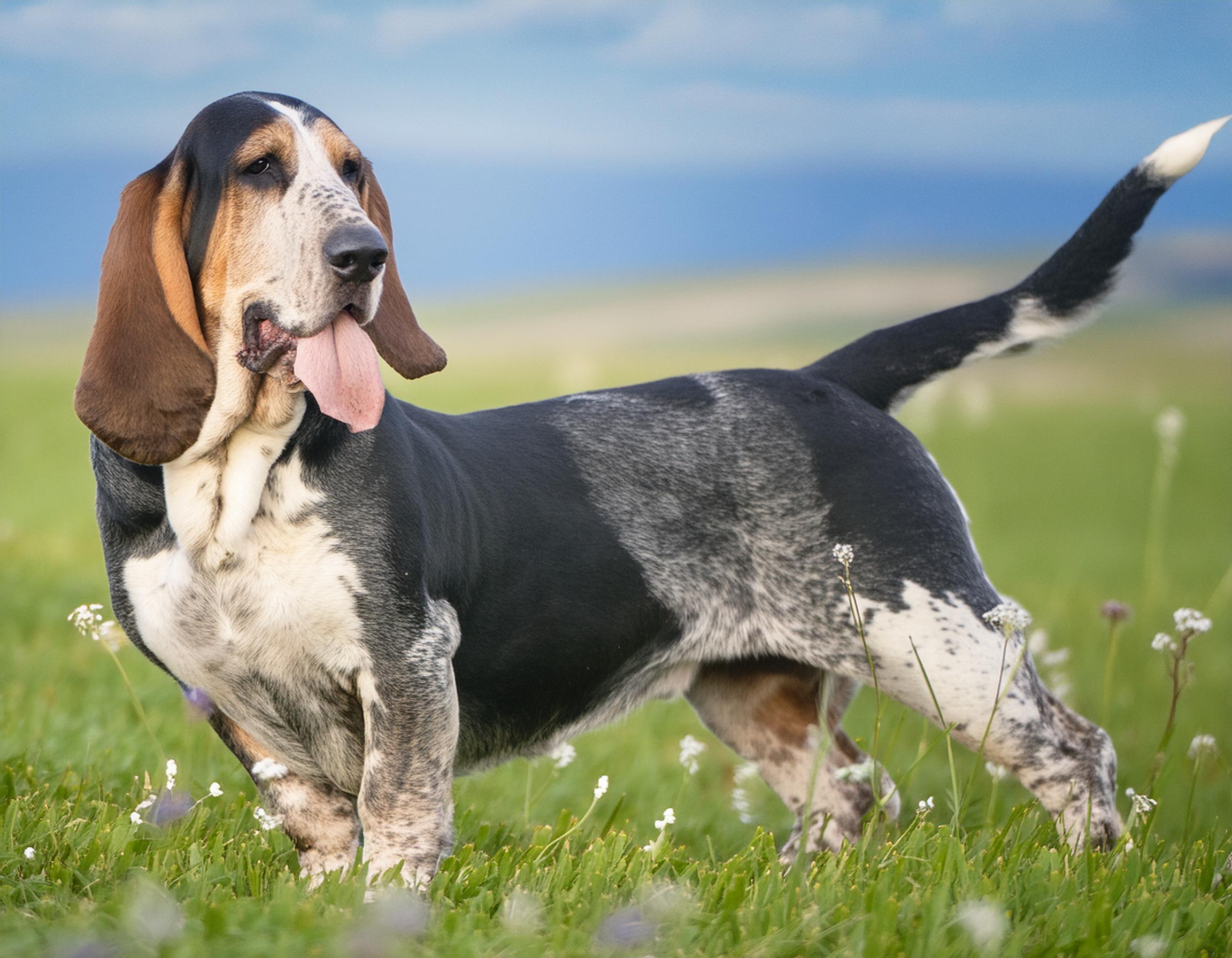 Basset bleu de gascogne