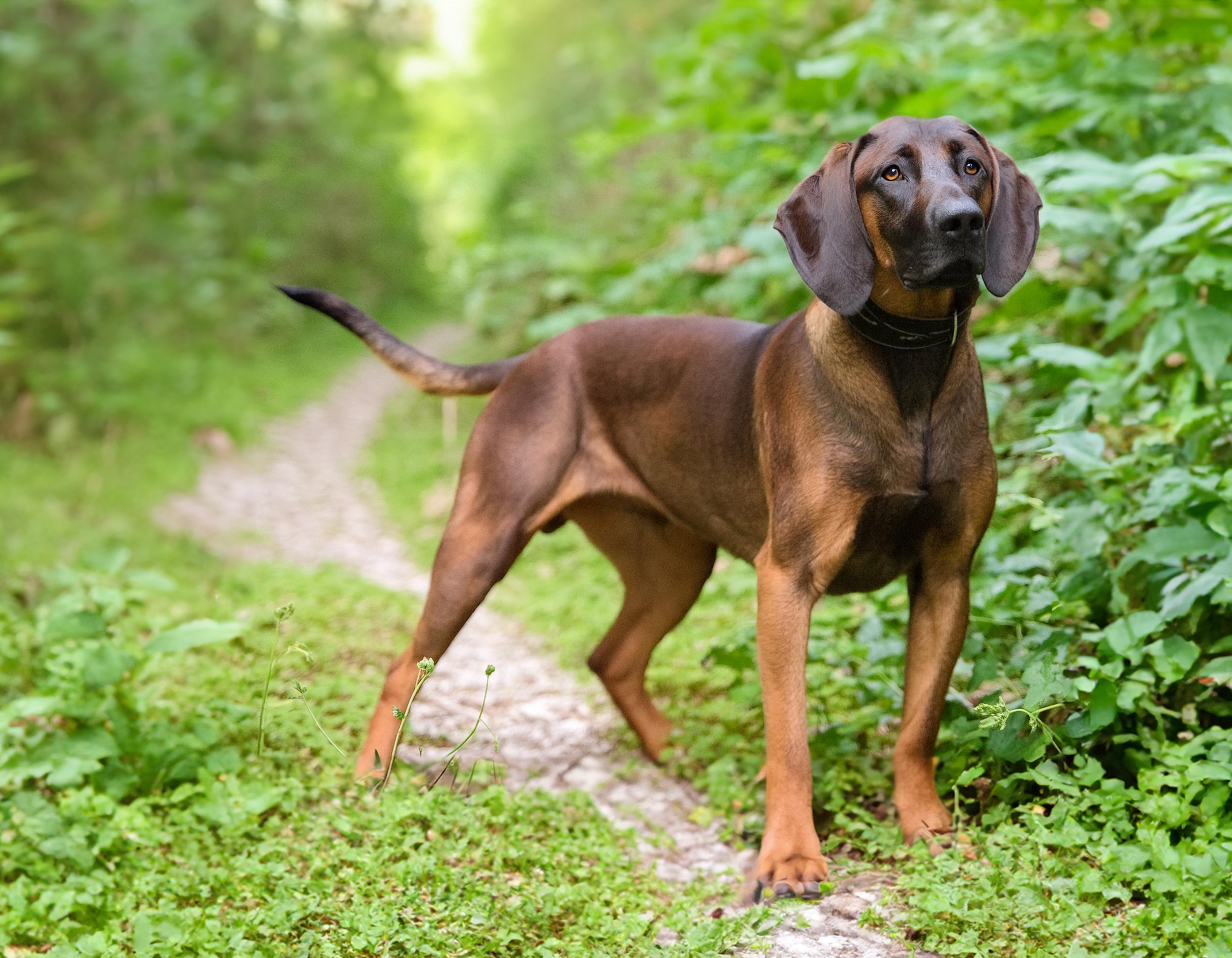 Bayersk viltspårhund