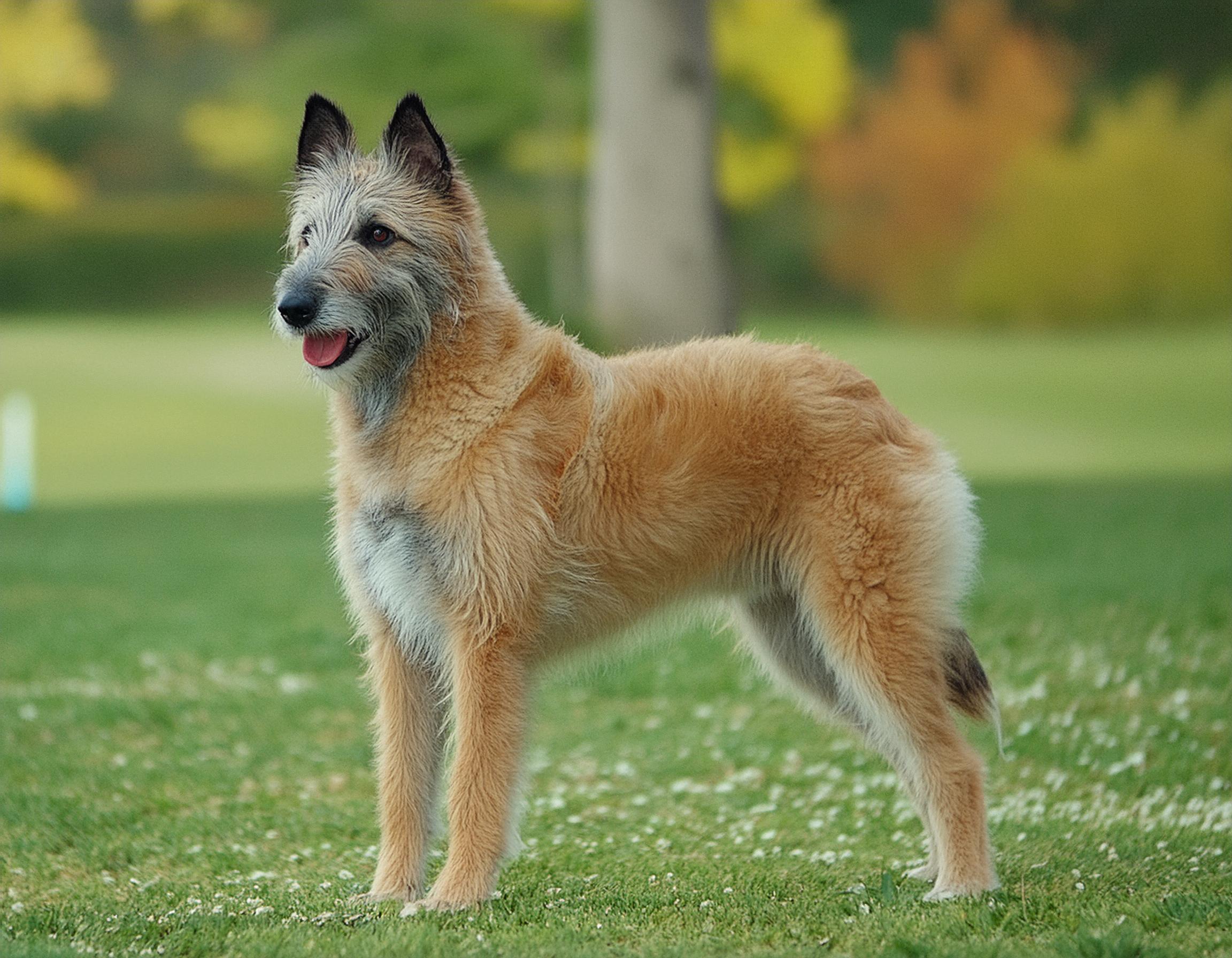 Belgisk vallhund laekenois
