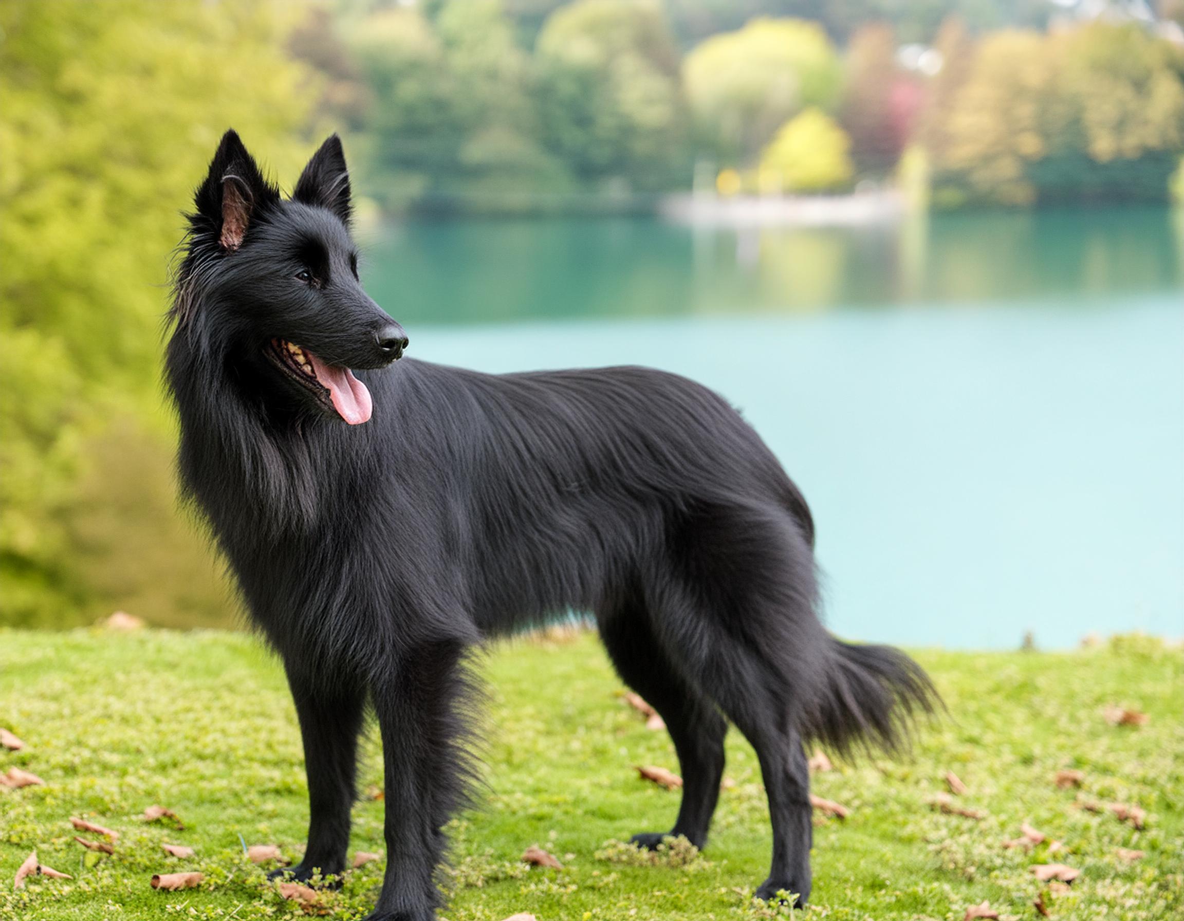 Belgisk vallhund groenendael