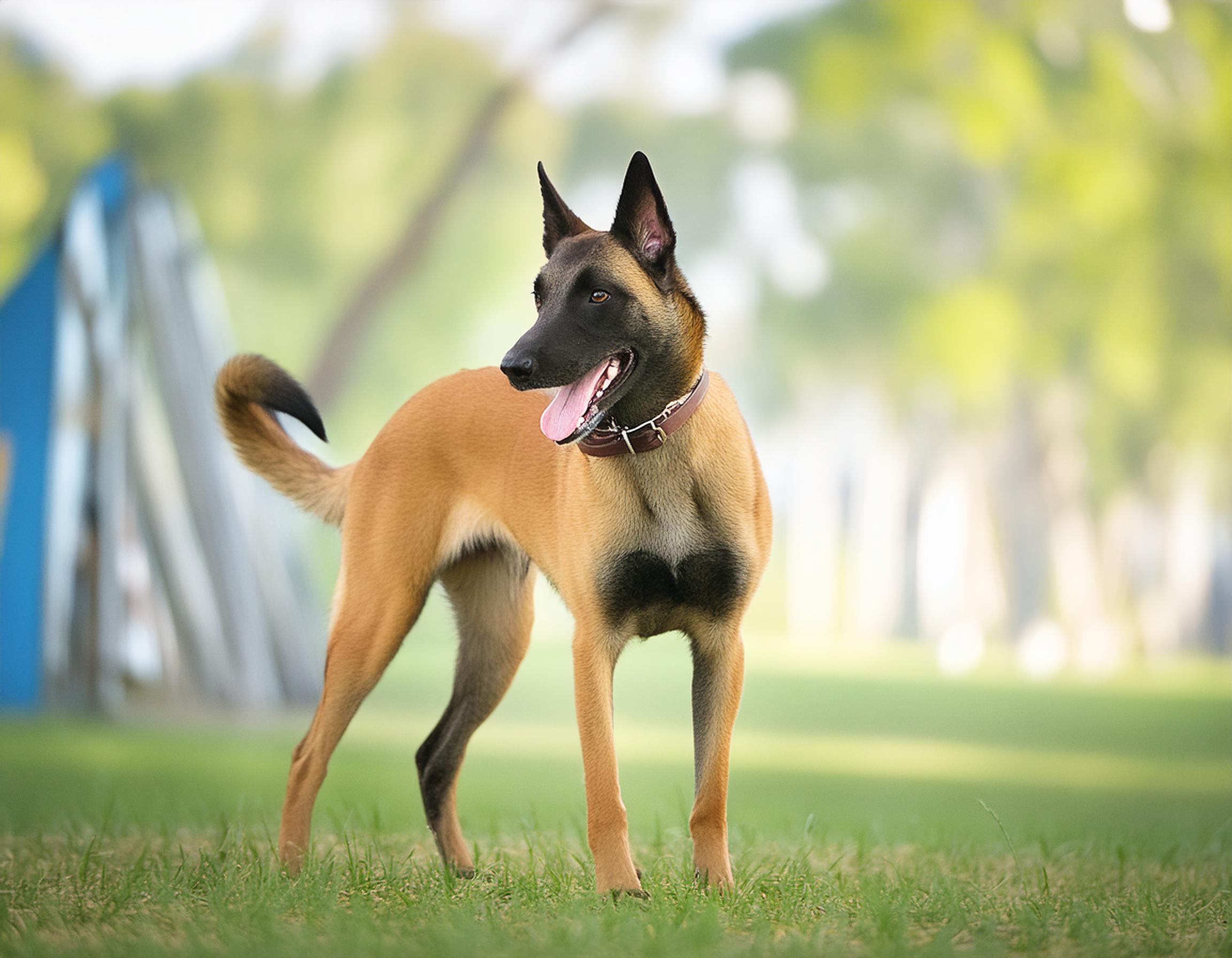Belgisk vallhund malinois