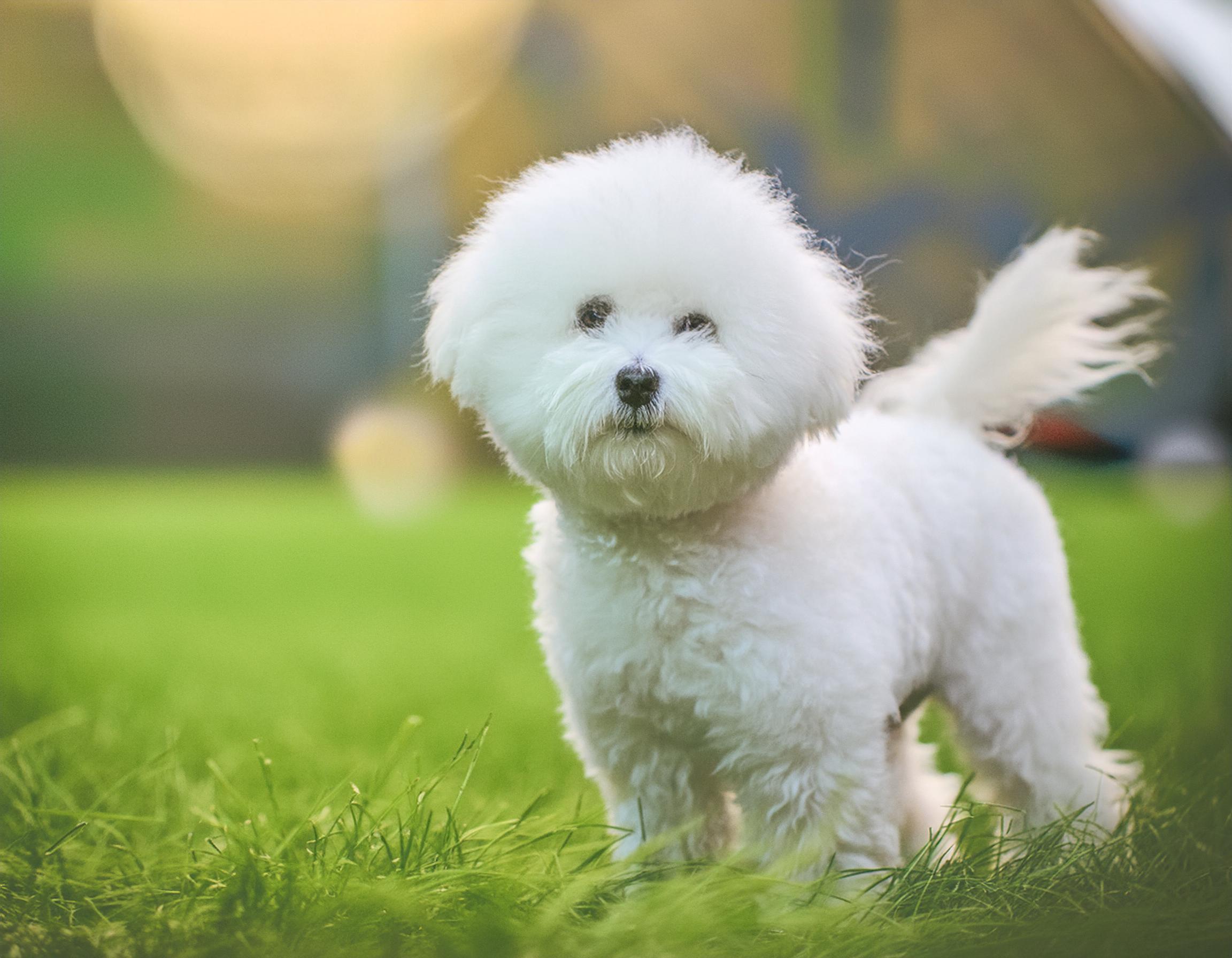 Bichon frisé