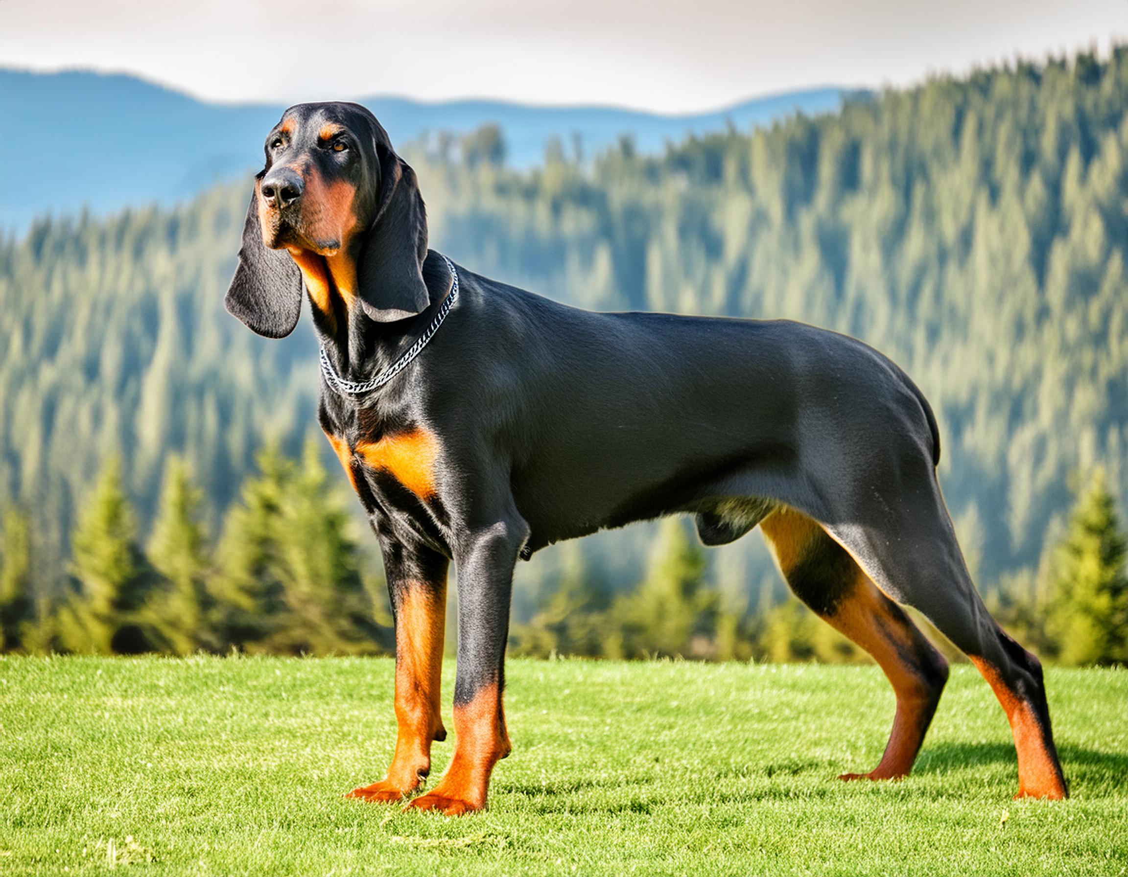 Black and tan coonhound