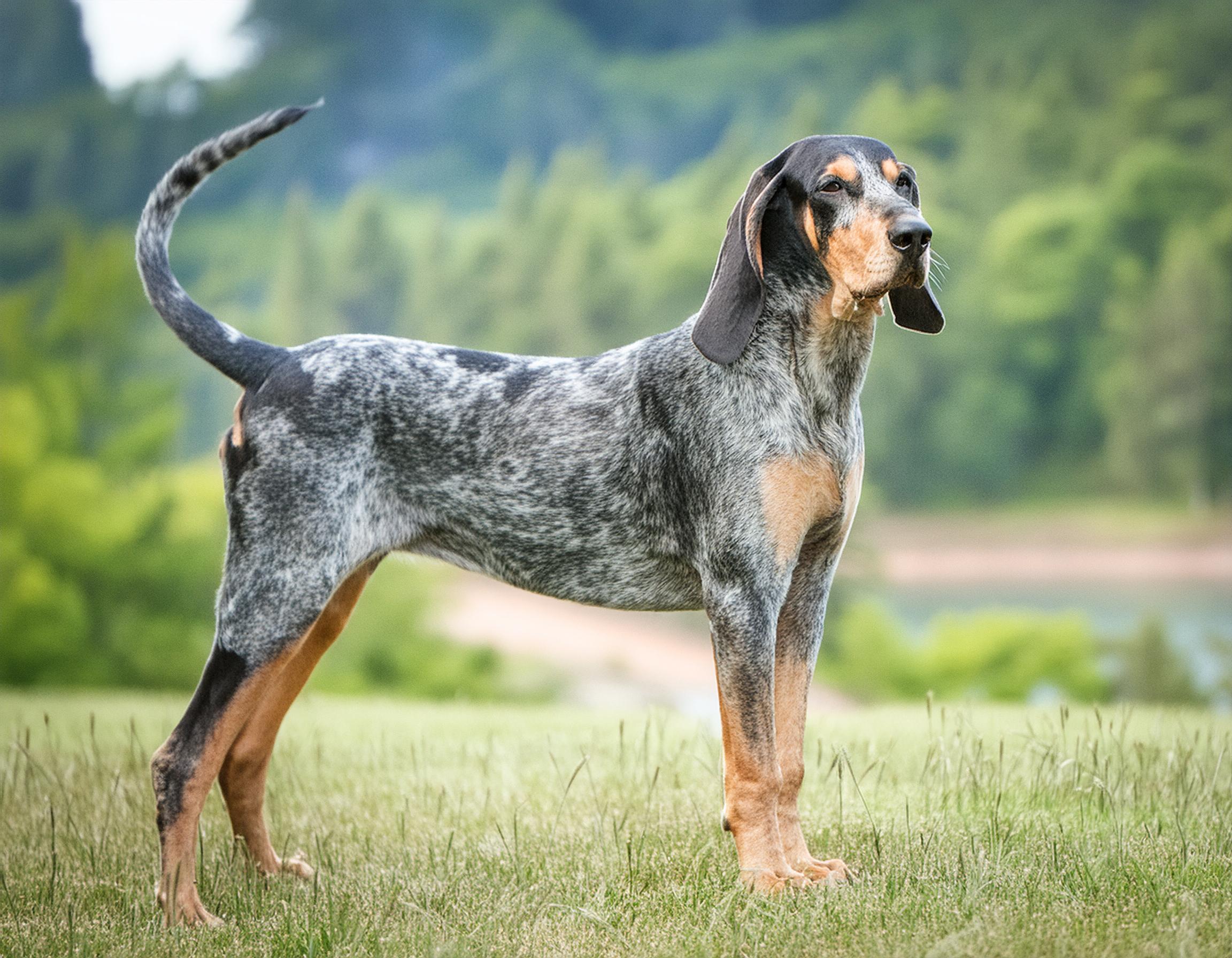 Bluetick coonhound