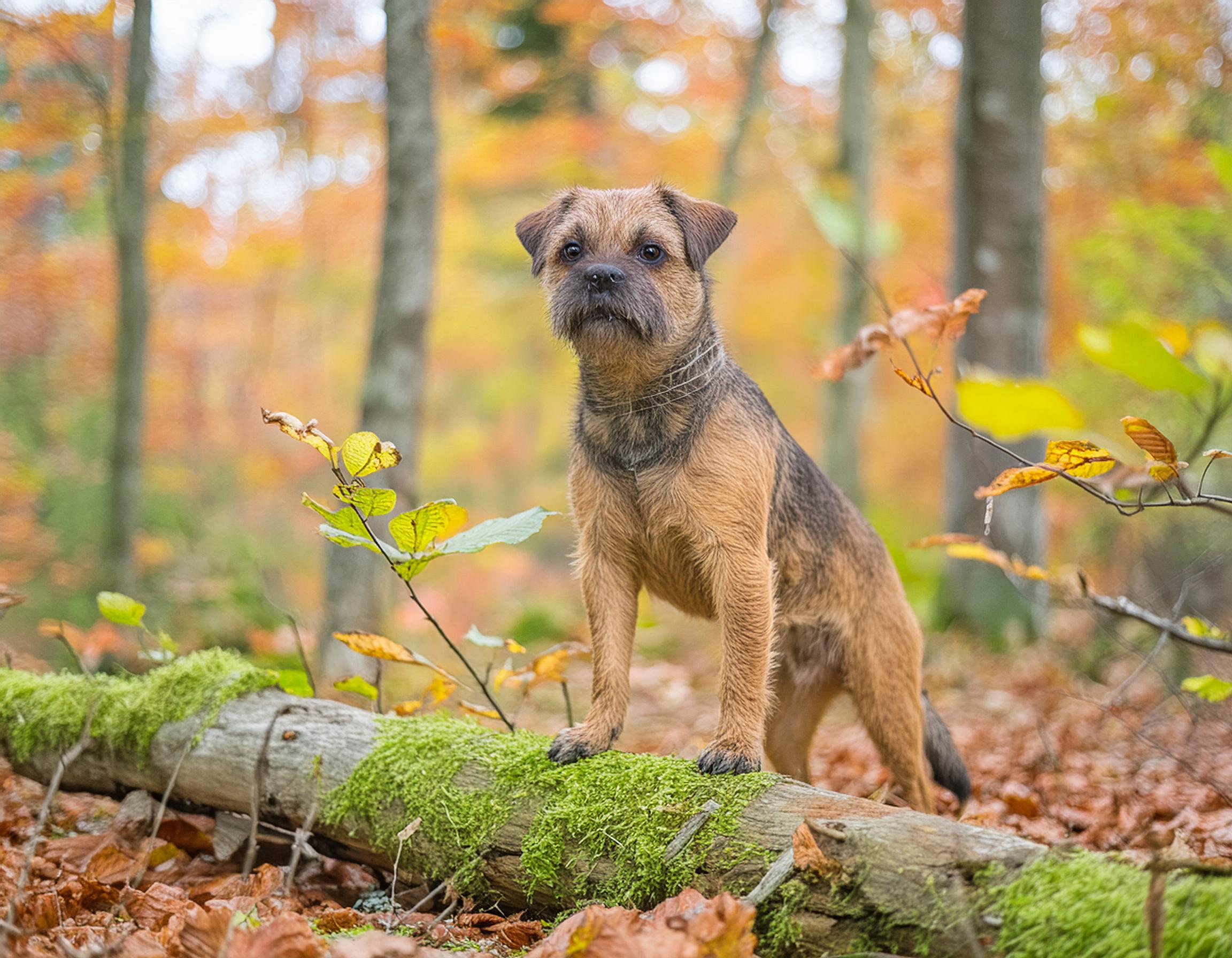Borderterrier