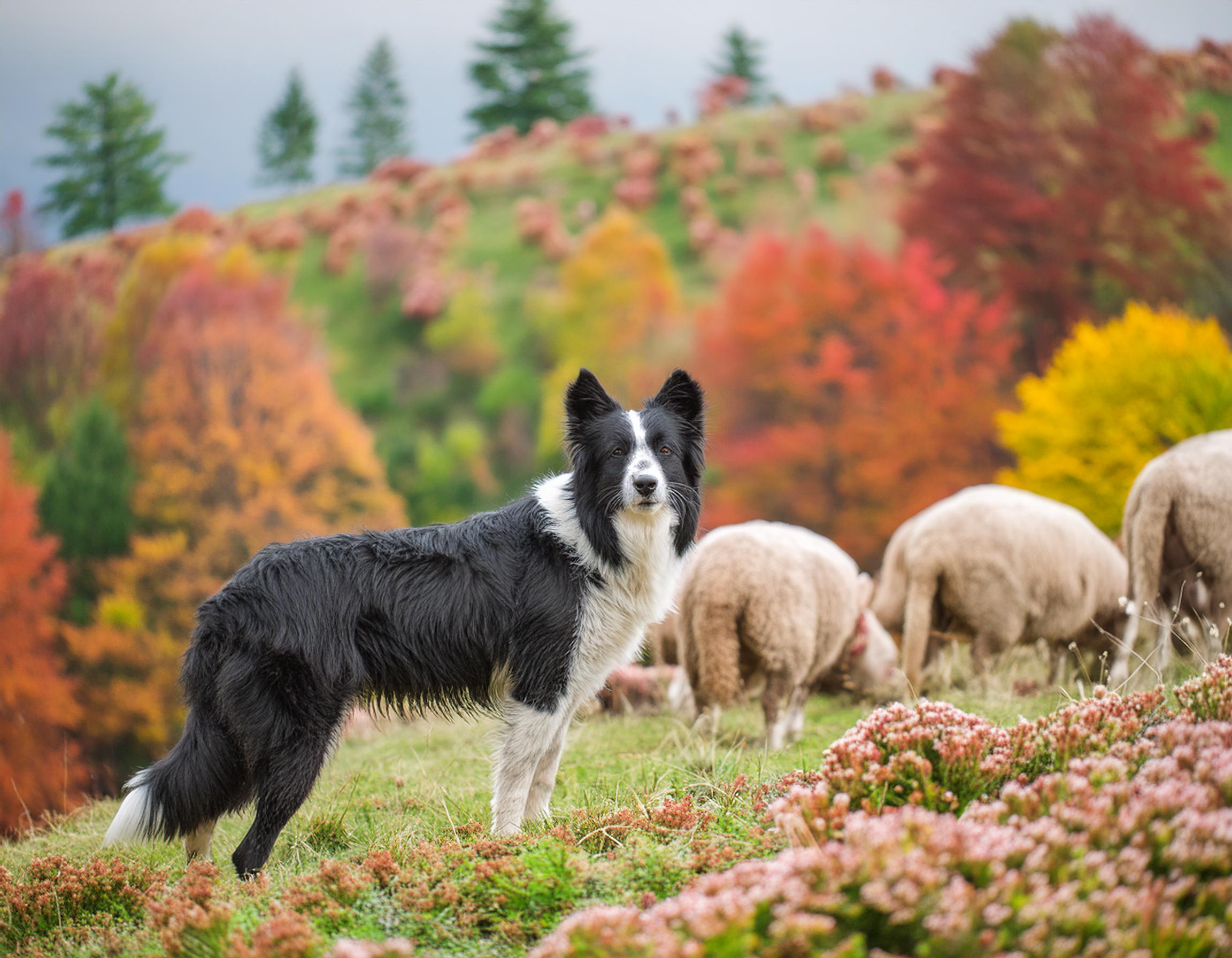Border collie