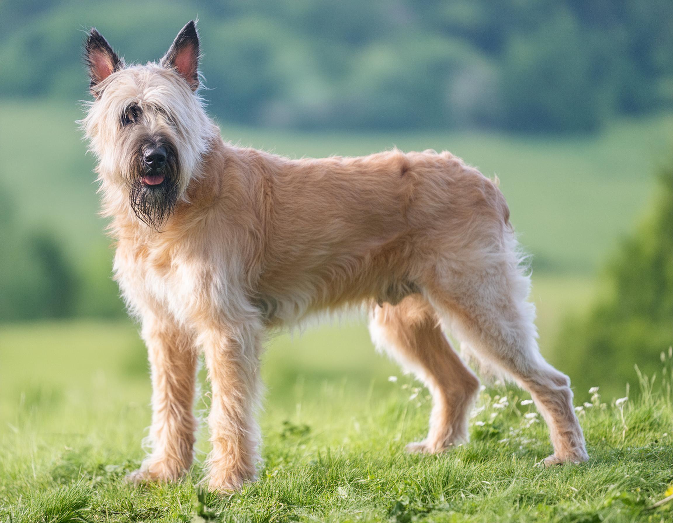Bouvier des ardennes