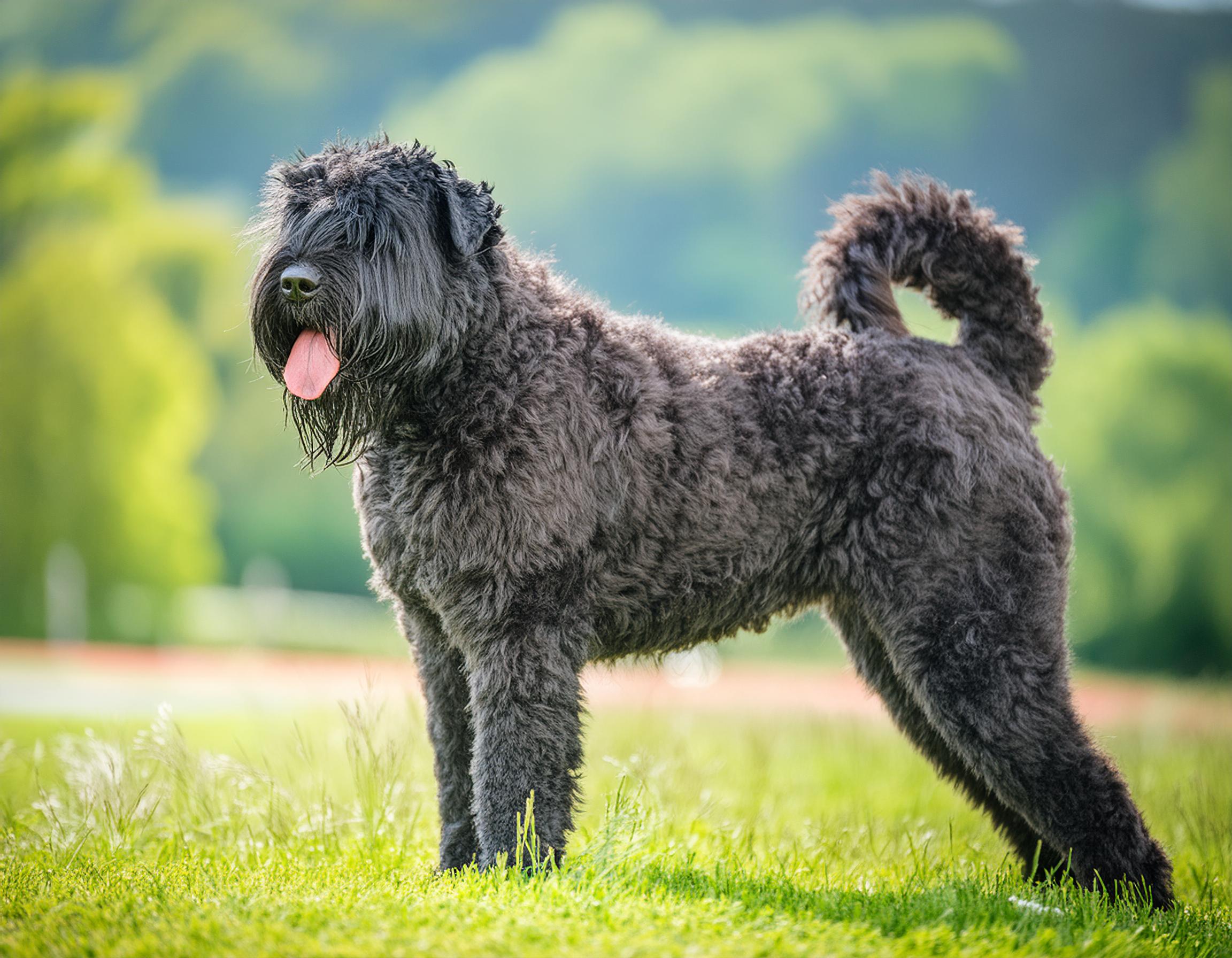 Bouvier des flandres