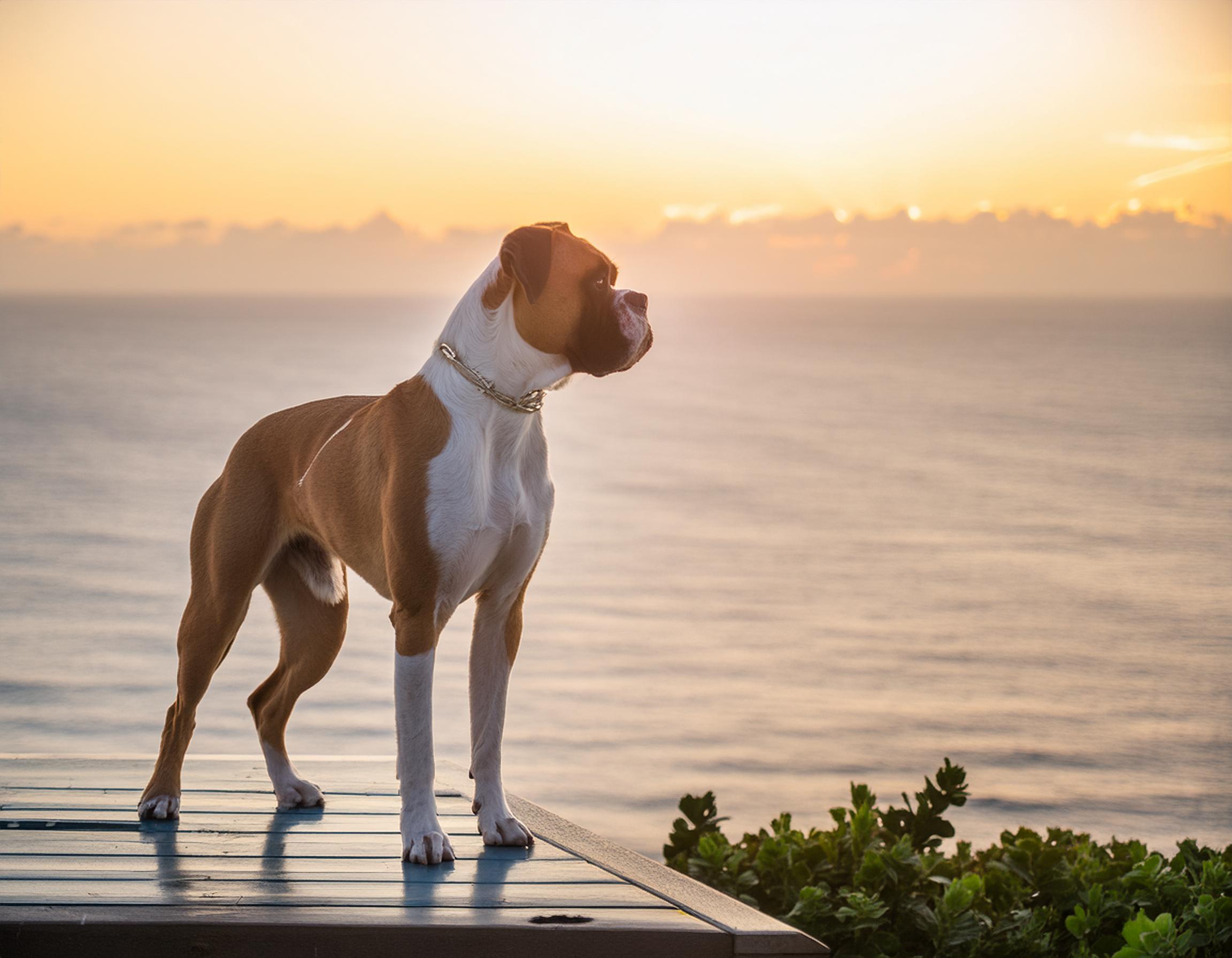 Boxer