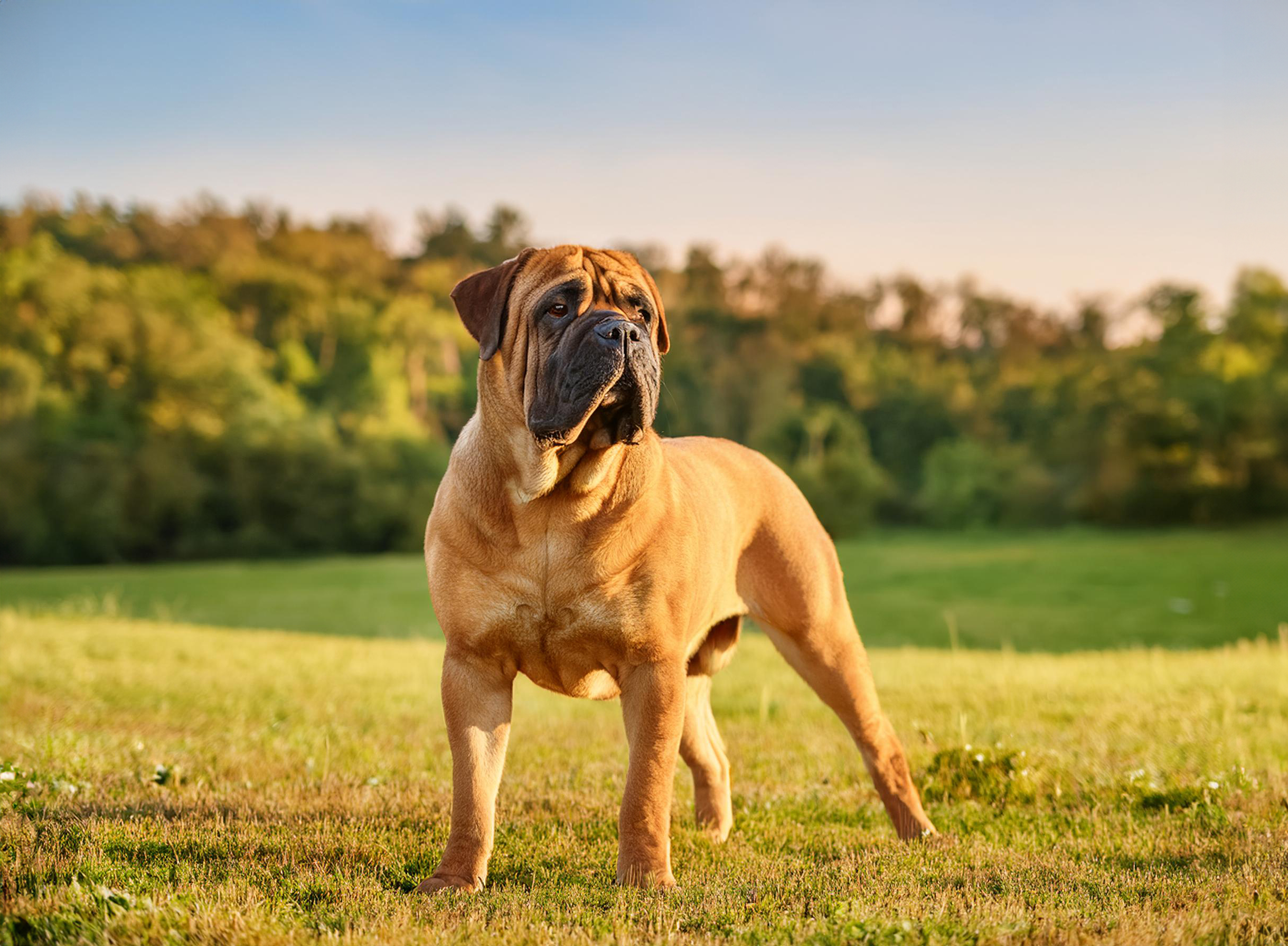 Bullmastiff