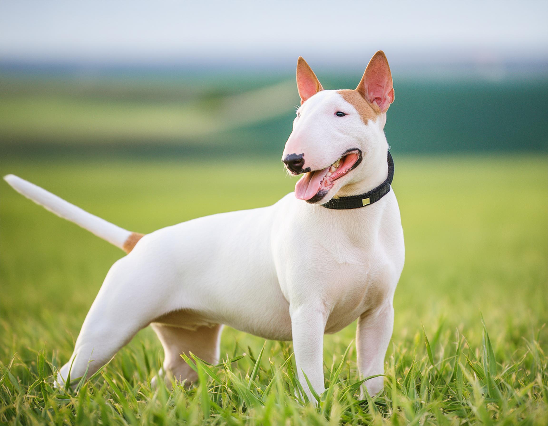 Bullterrier