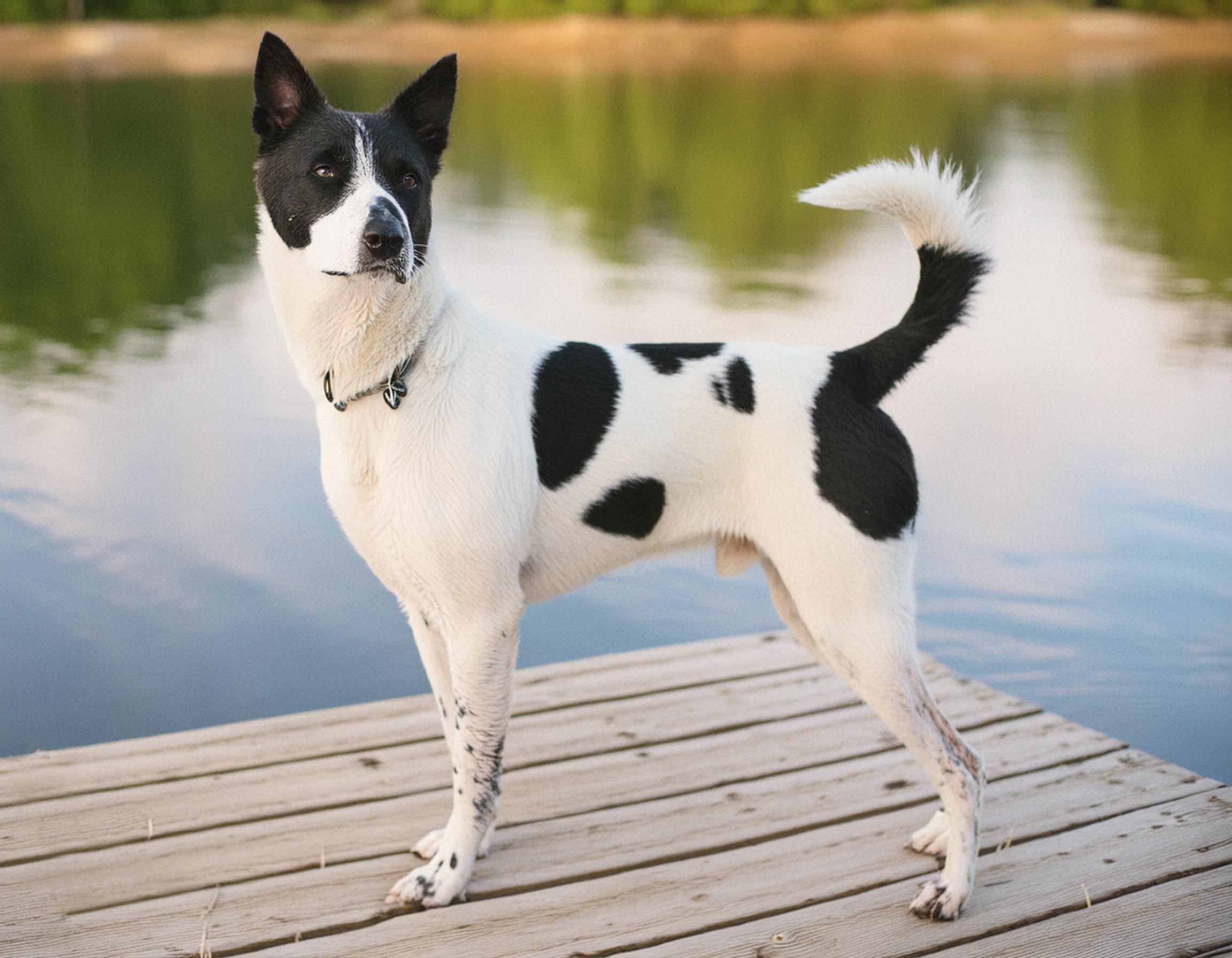 Canaan dog