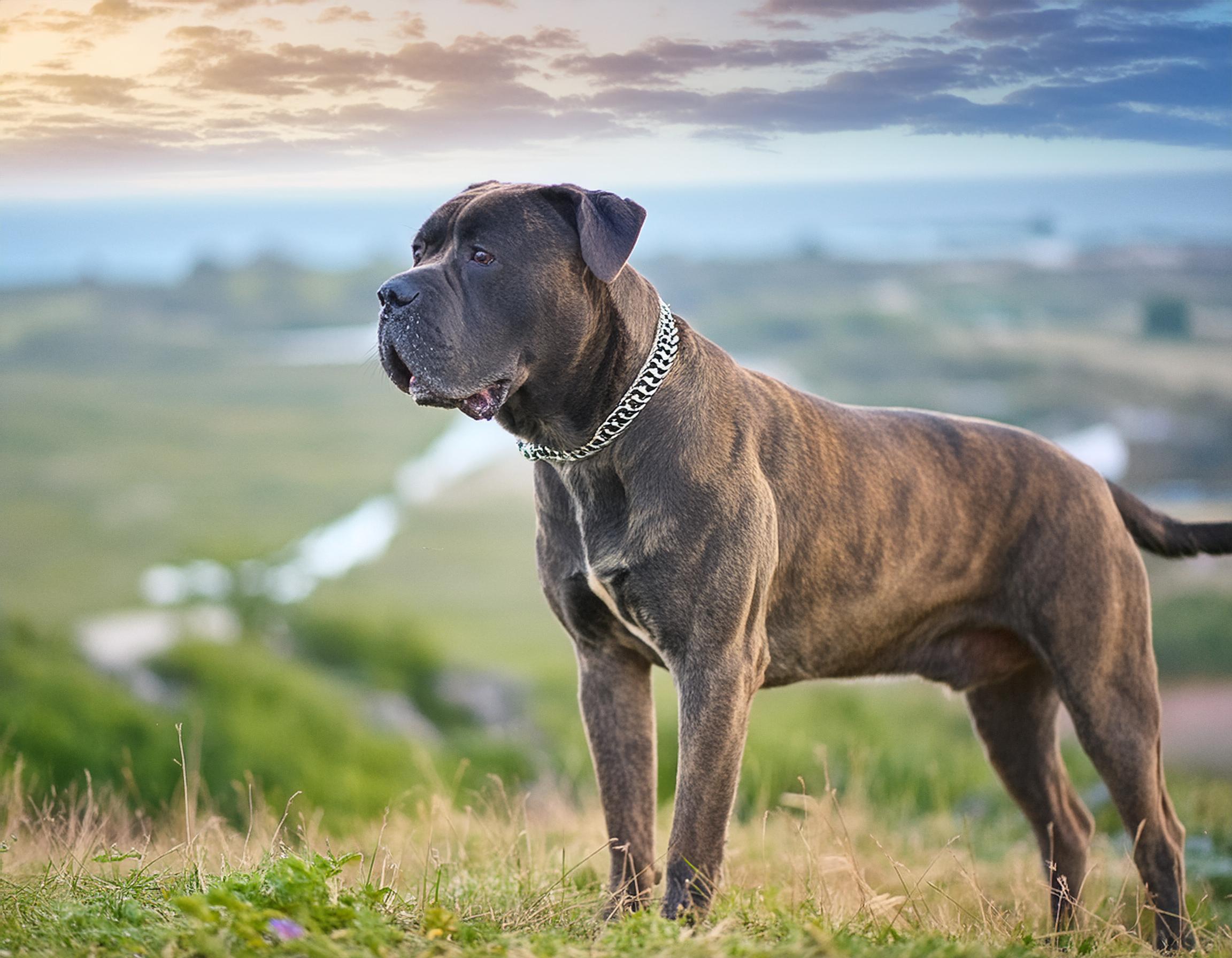 Cane corso
