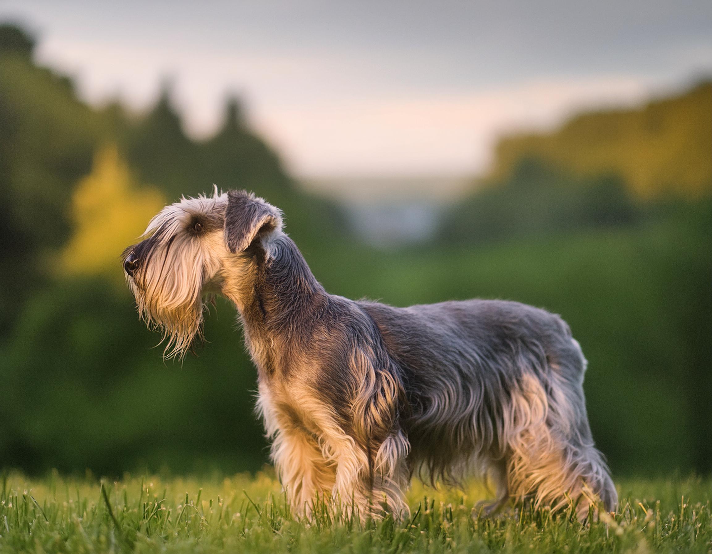 Ceskyterrier