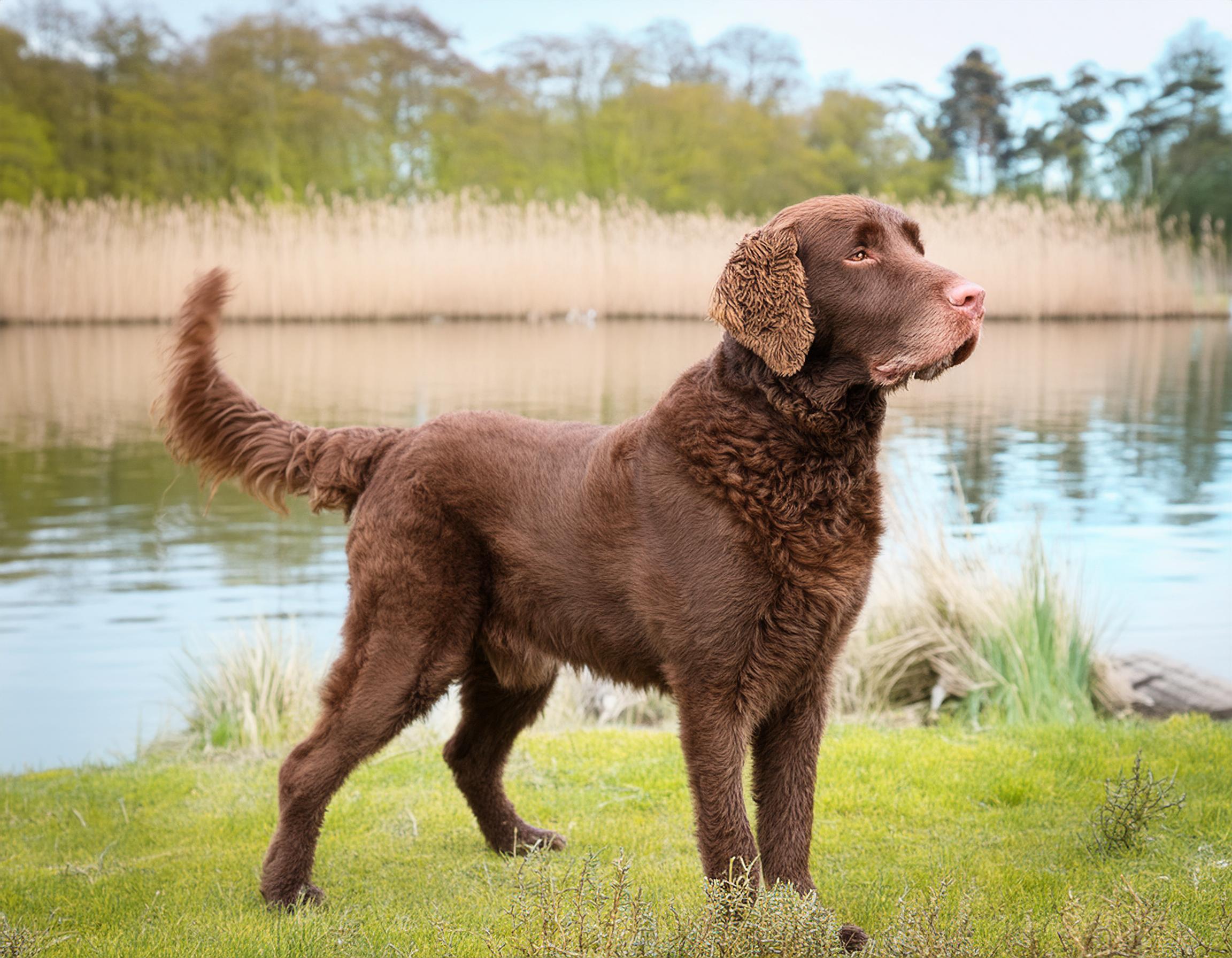 Chesapeake bay retriever