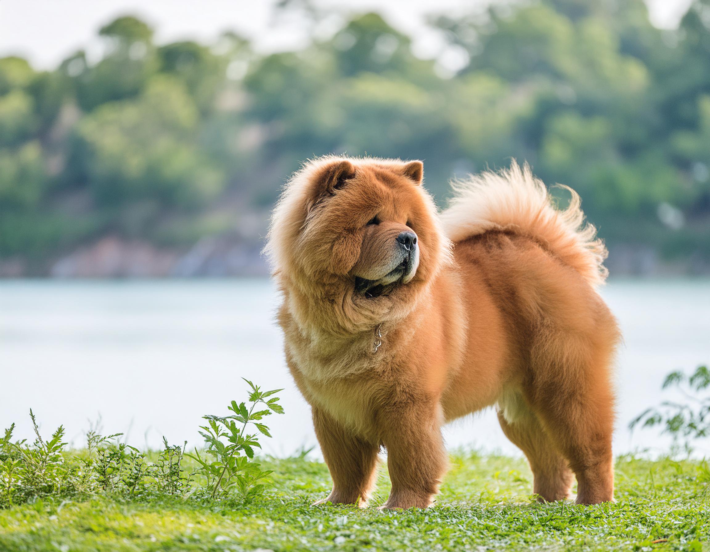 Chow chow