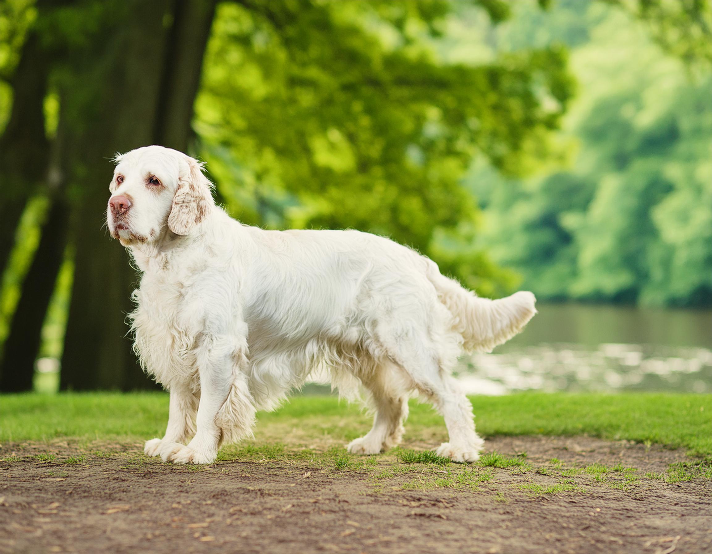 Clumber spaniel