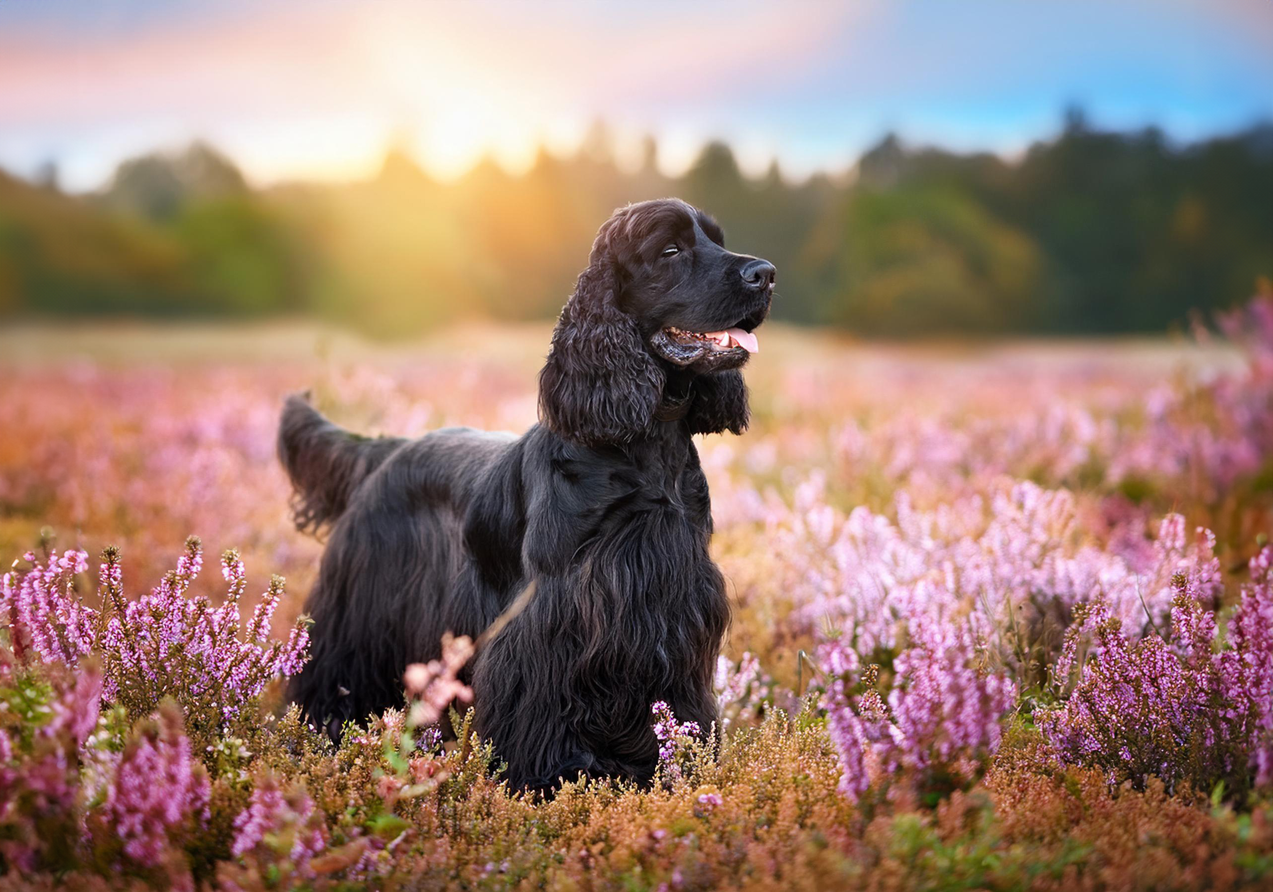 Cocker spaniel