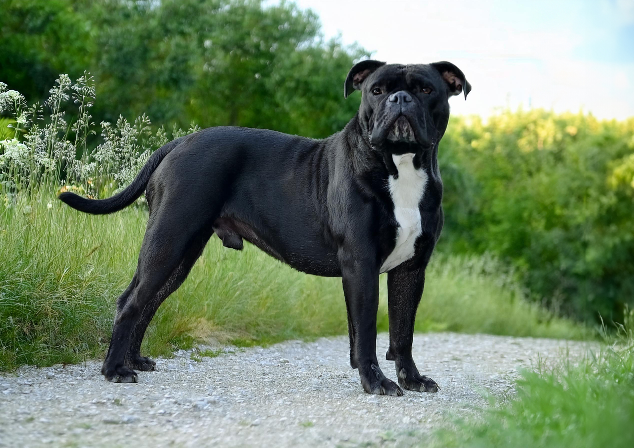 Continental Bulldog