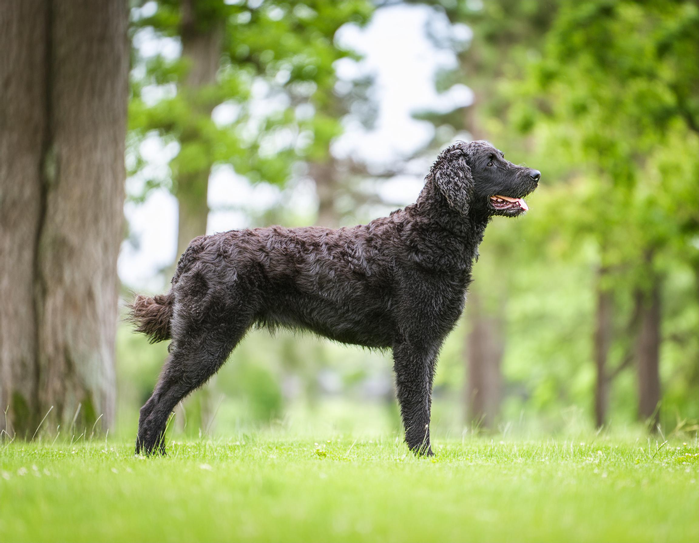 Curly coated retriever
