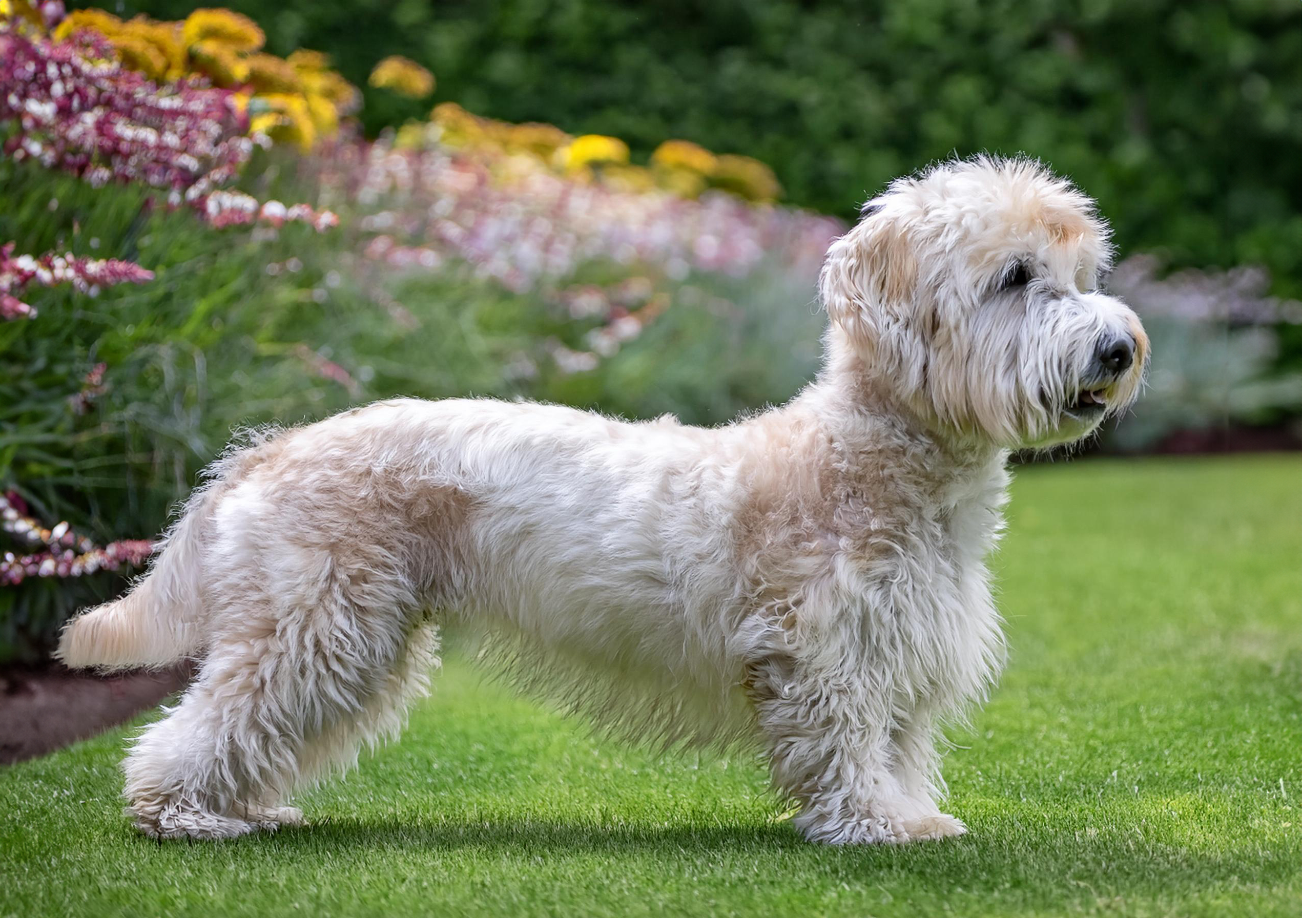 Dandie dinmont terrier