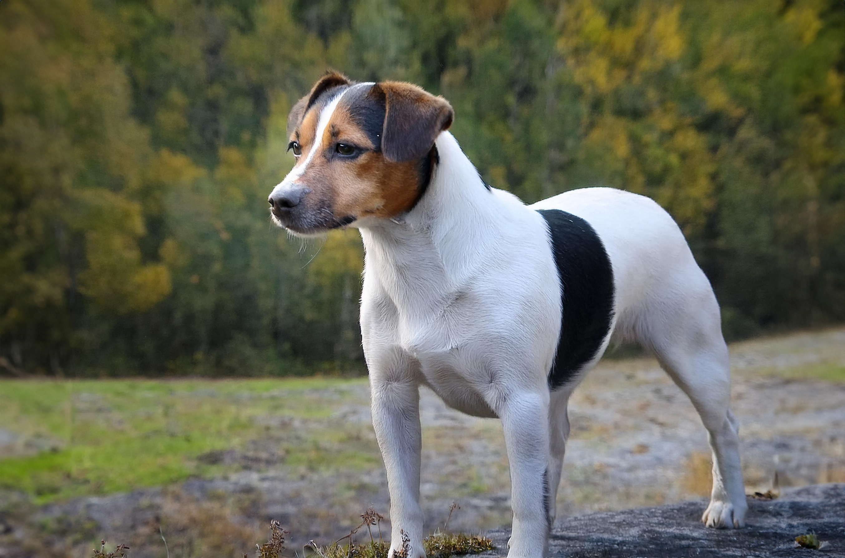 Dansk-Svensk gårdshund