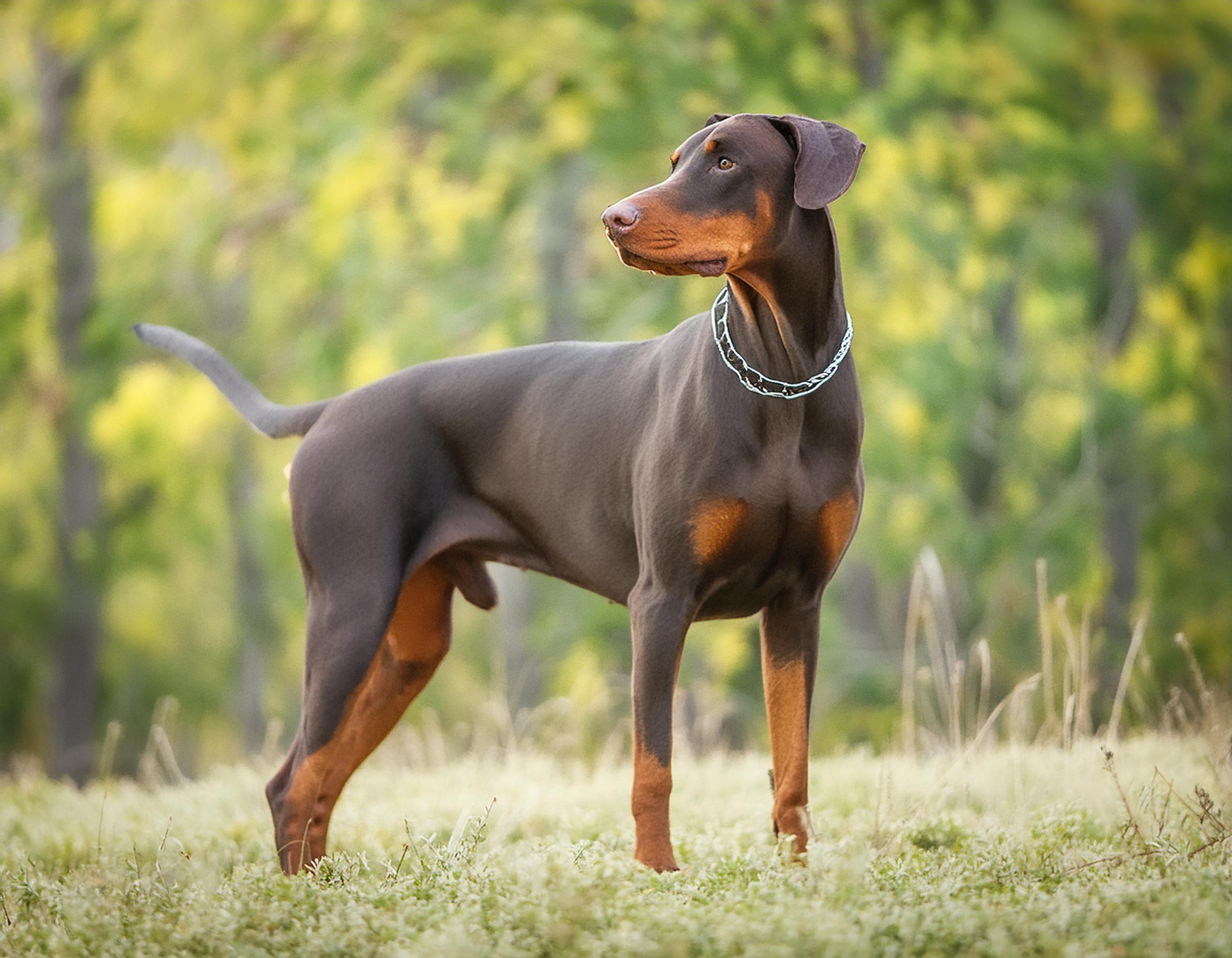 Dobermann