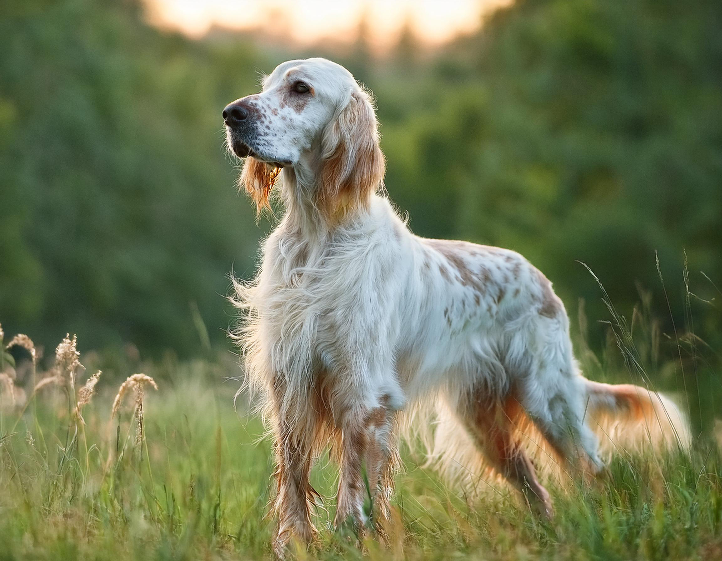 Engelsk setter