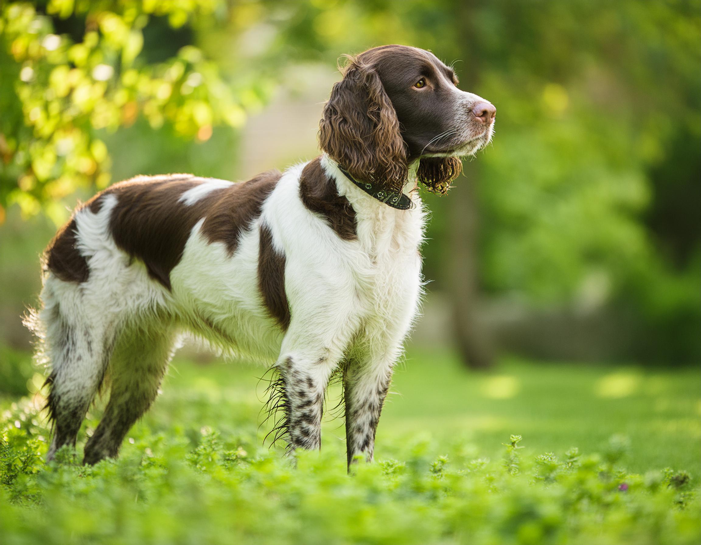 Engelsk springer spaniel