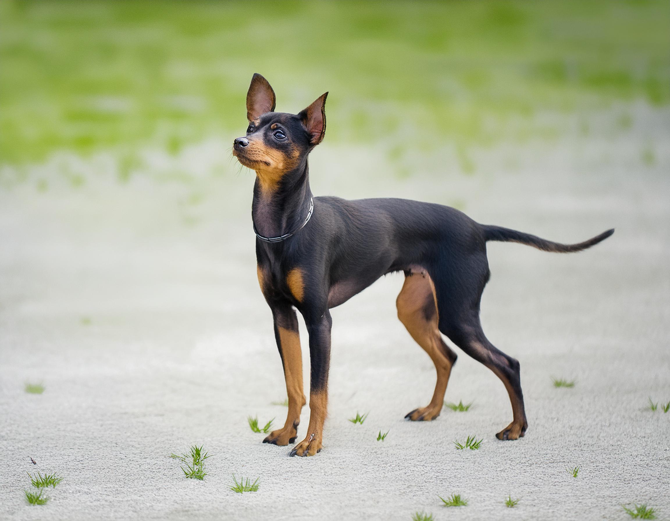 English toy terrier