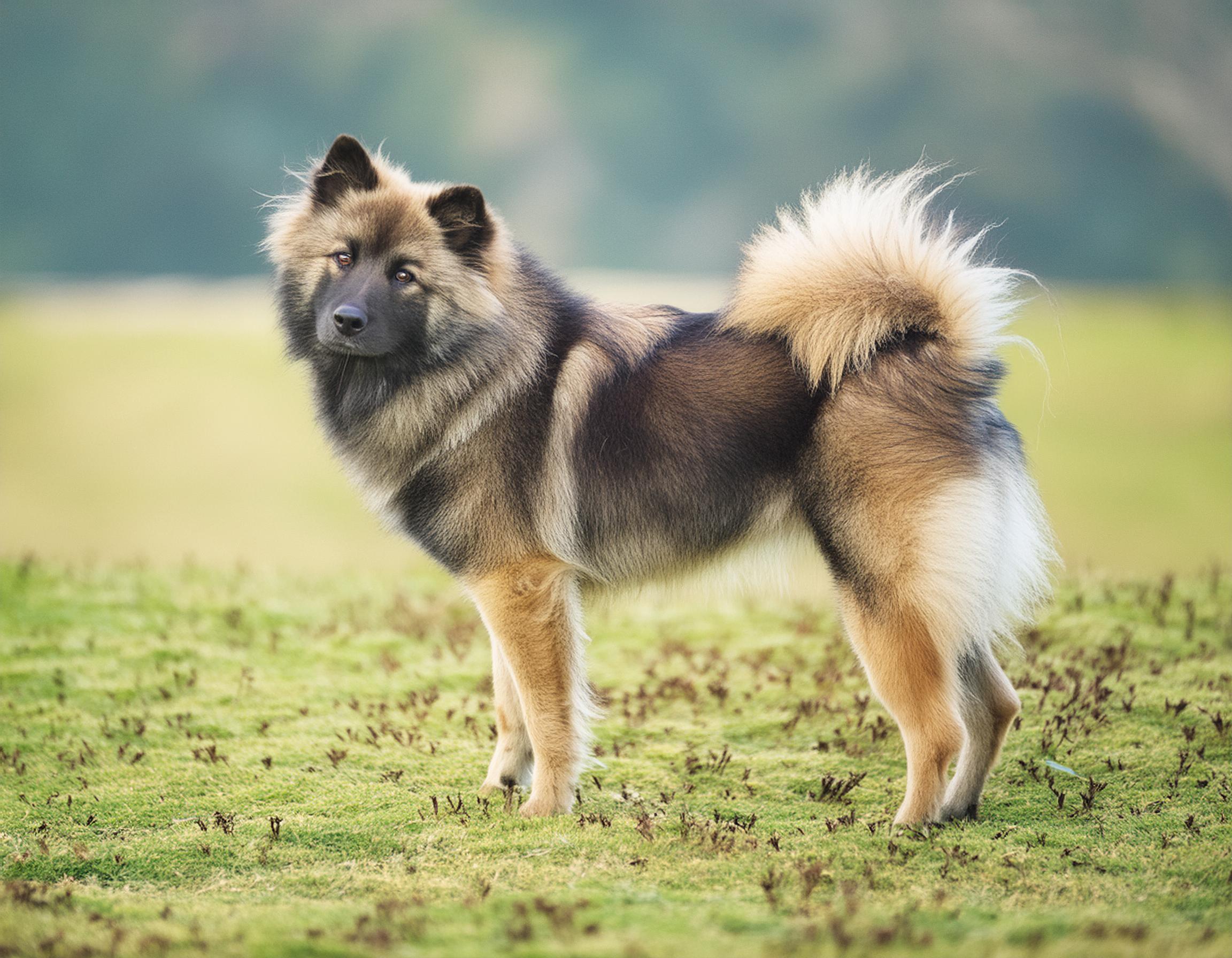 Eurasier