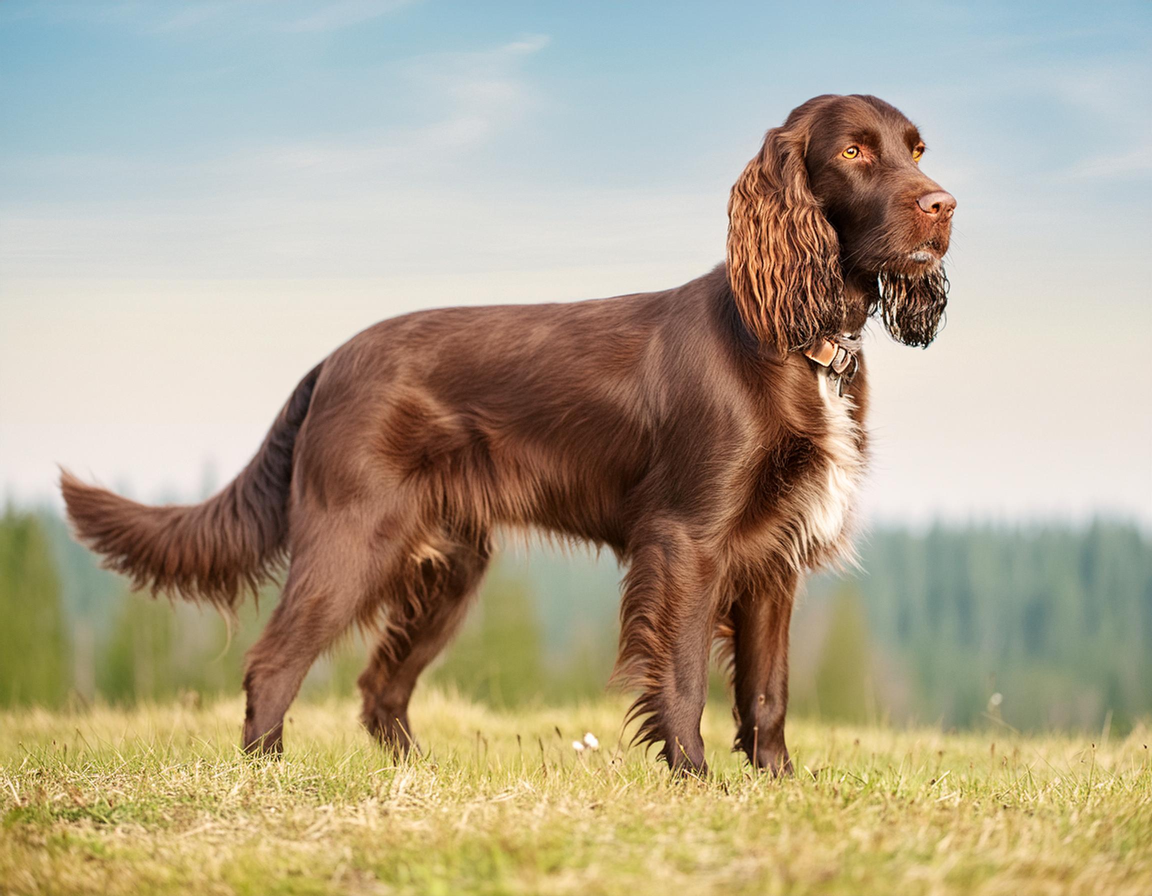 Field spaniel