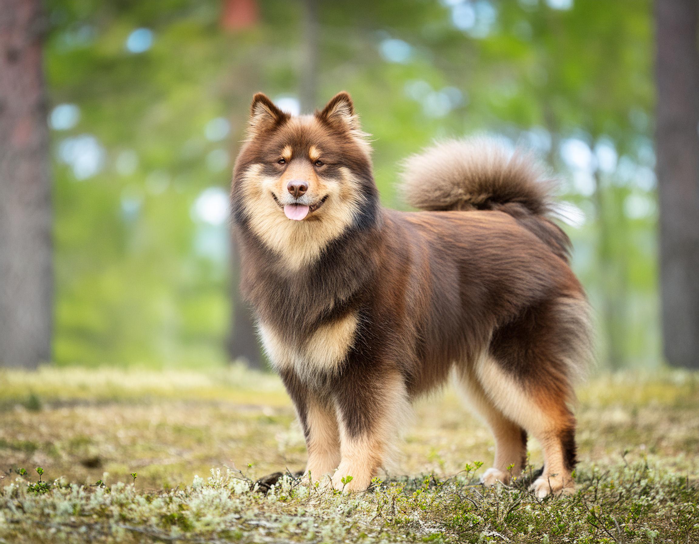 Finsk lapphund