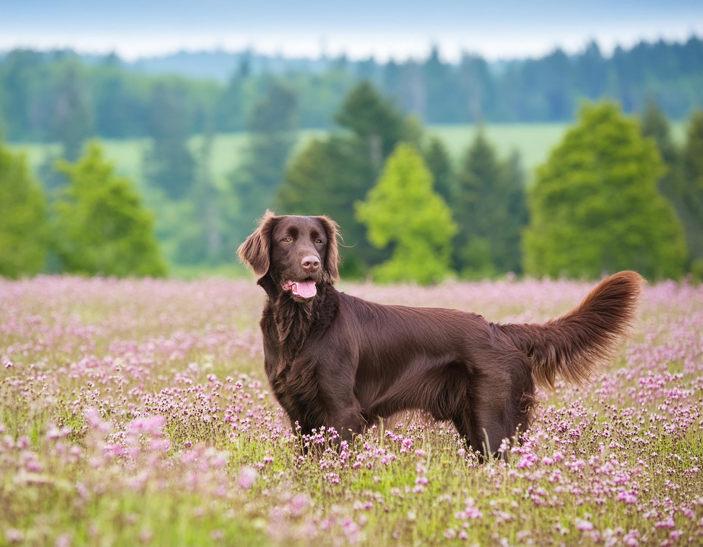 Flatcoated retriever