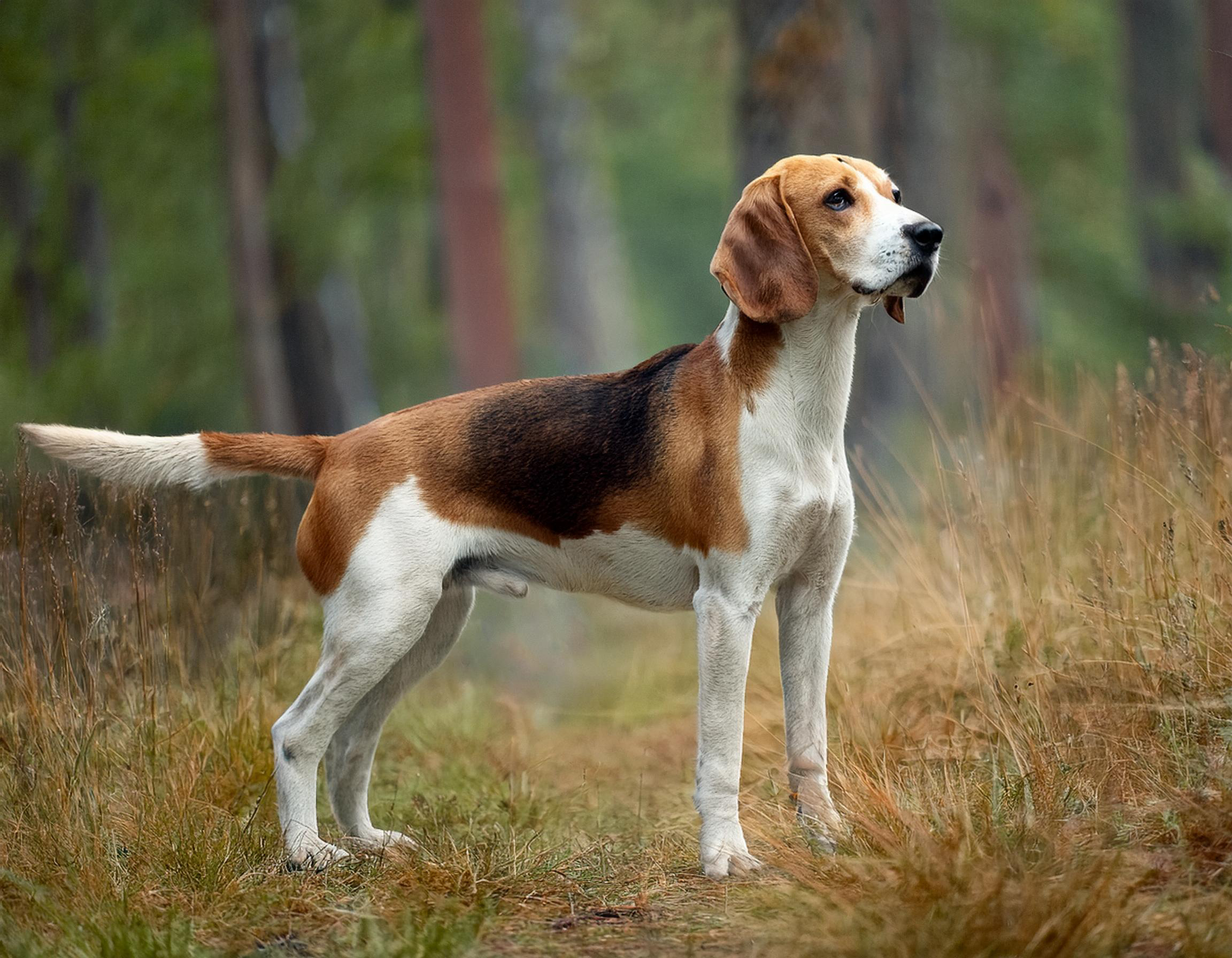 Foxhound