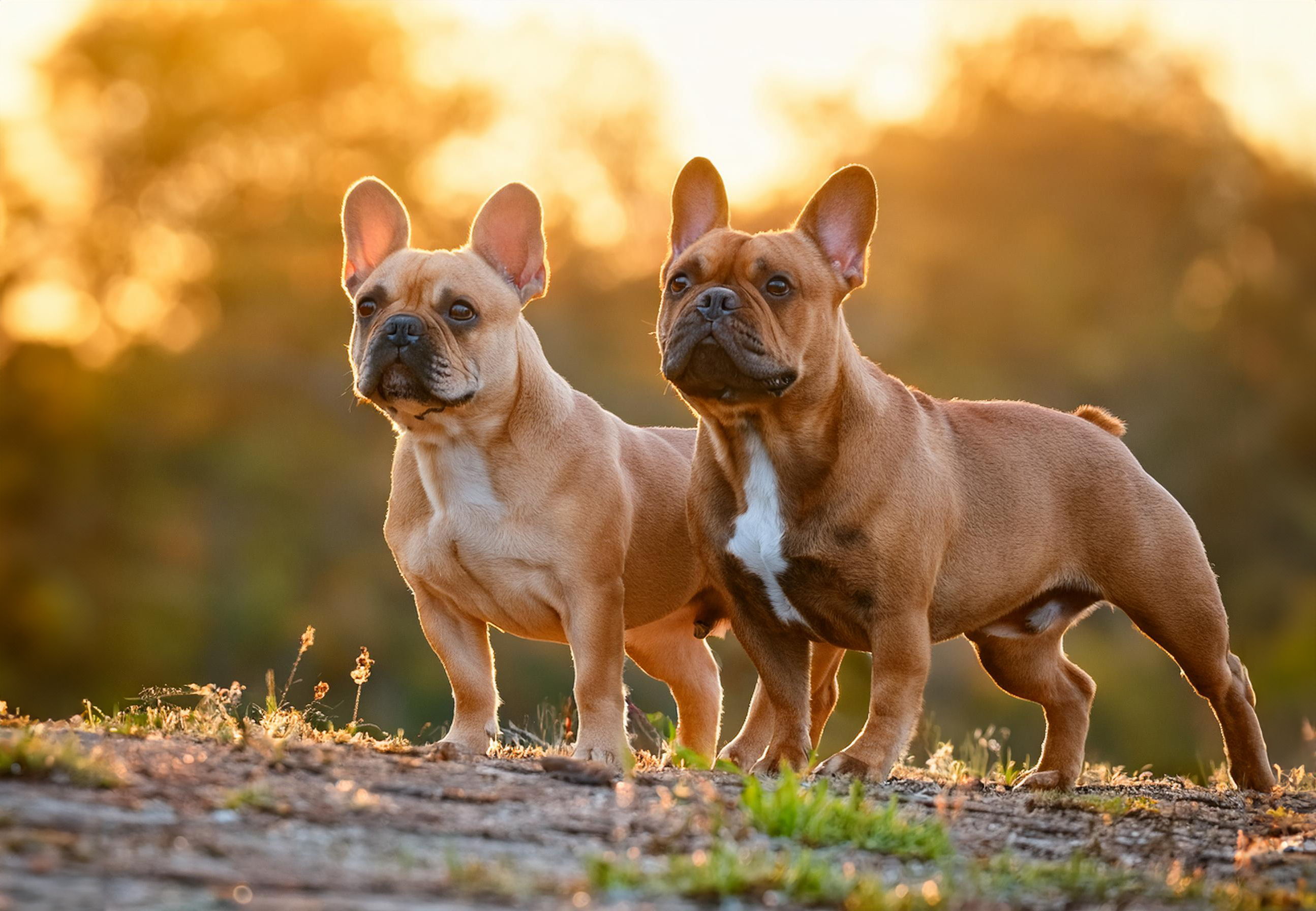 Fransk bulldogg