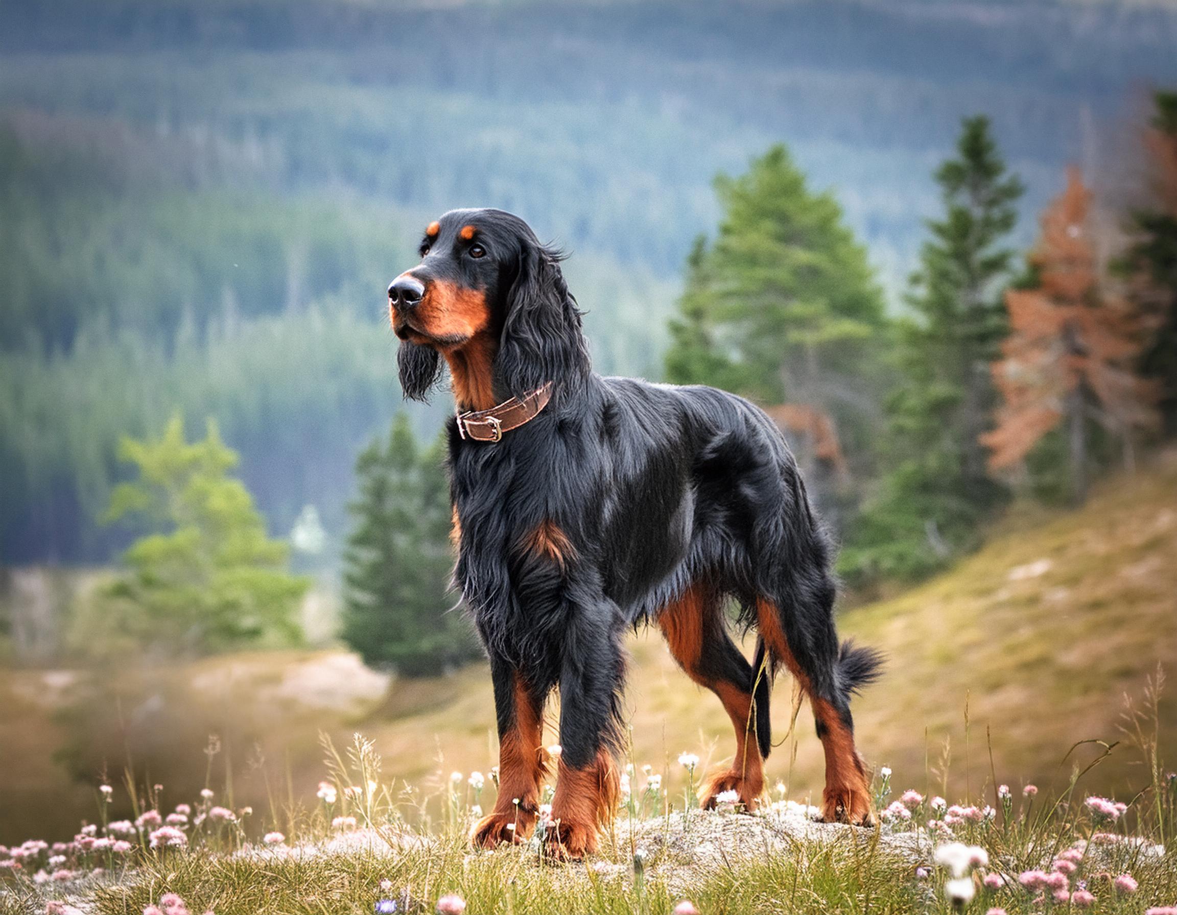 Gordonsetter