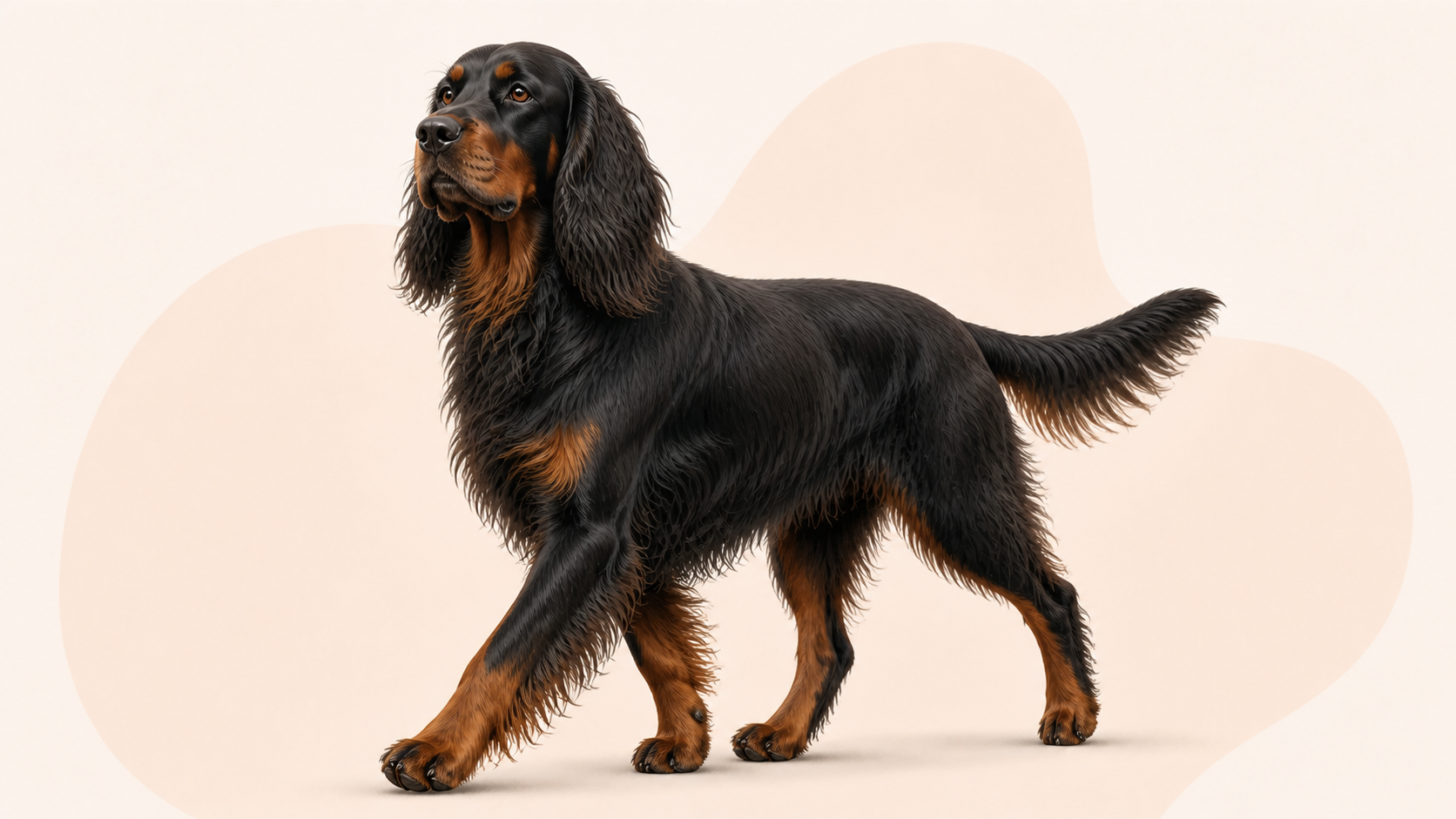 Gordonsetter