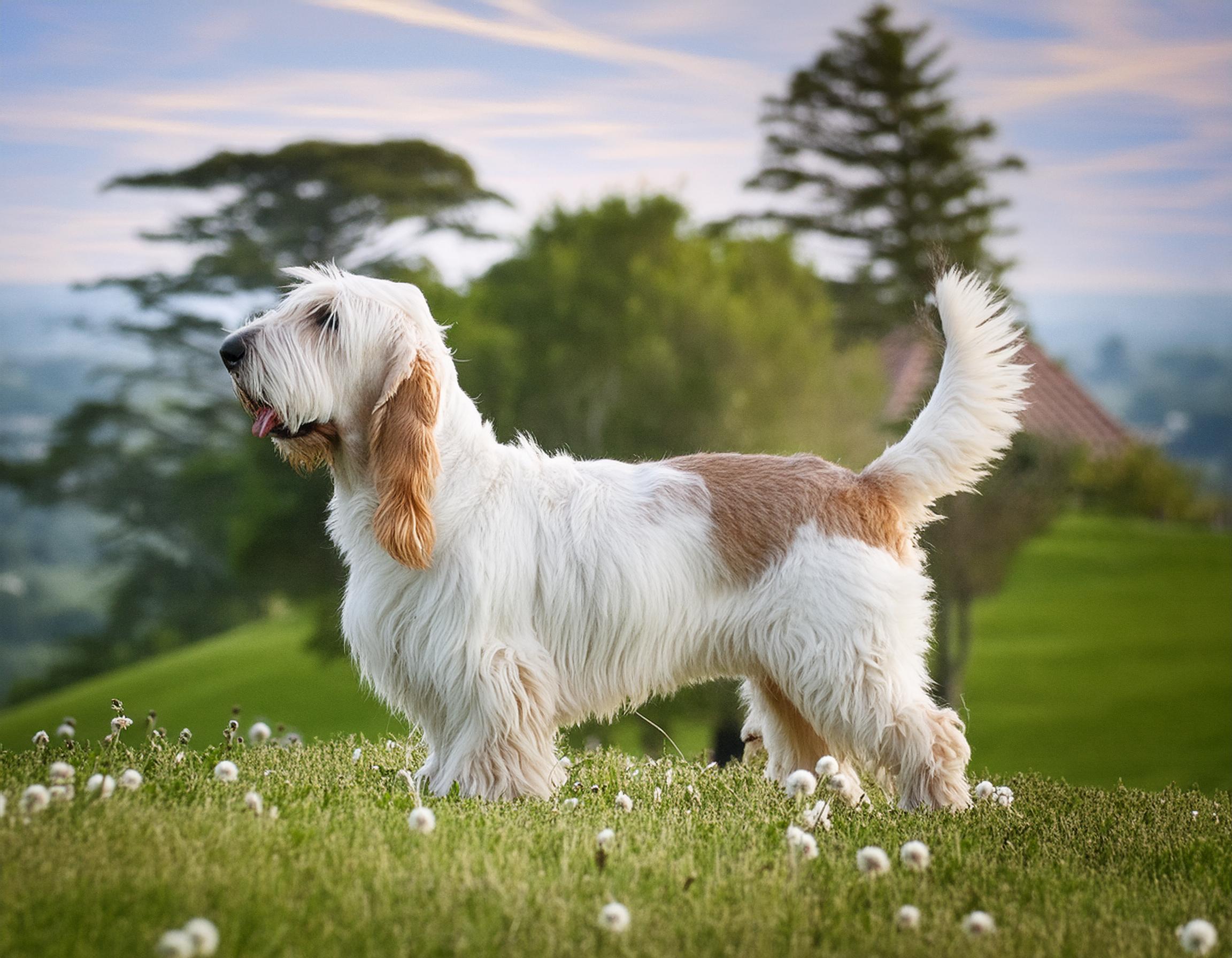 Grand basset griffon vendéen