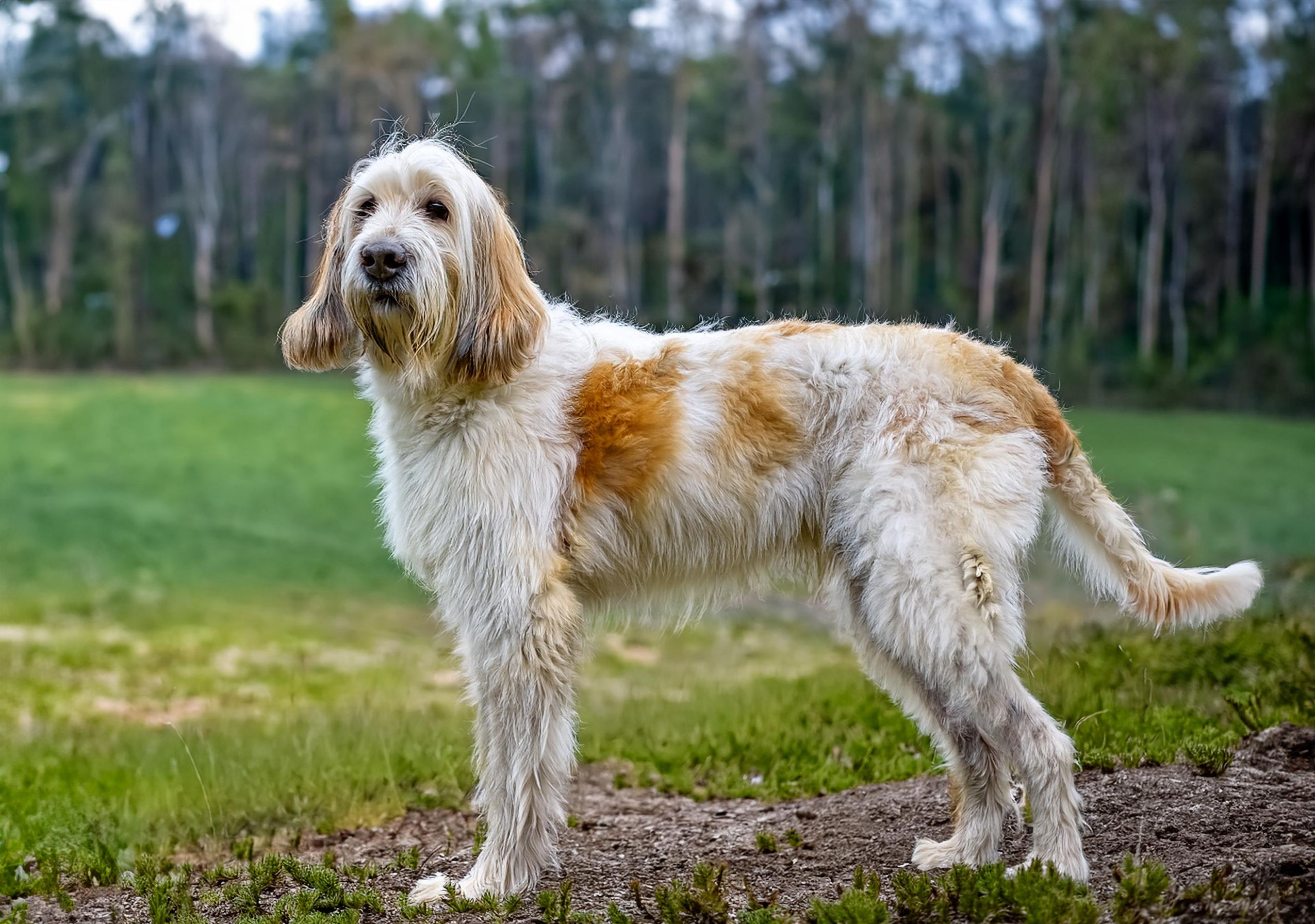 Grand griffon vendéen