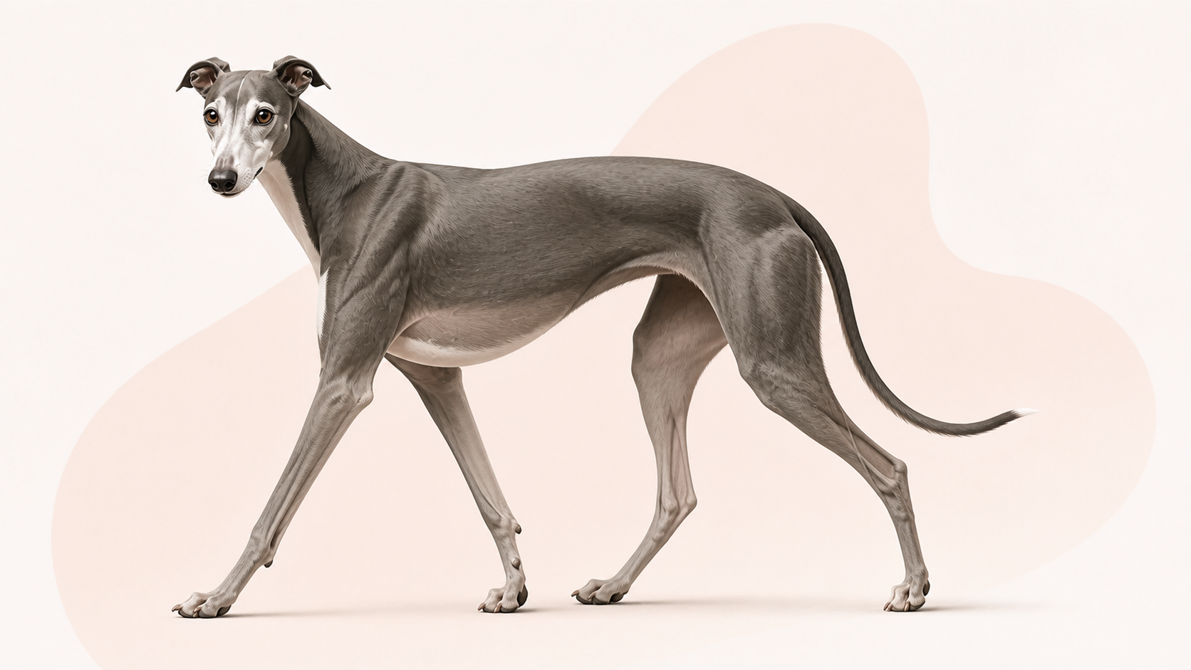 Greyhound