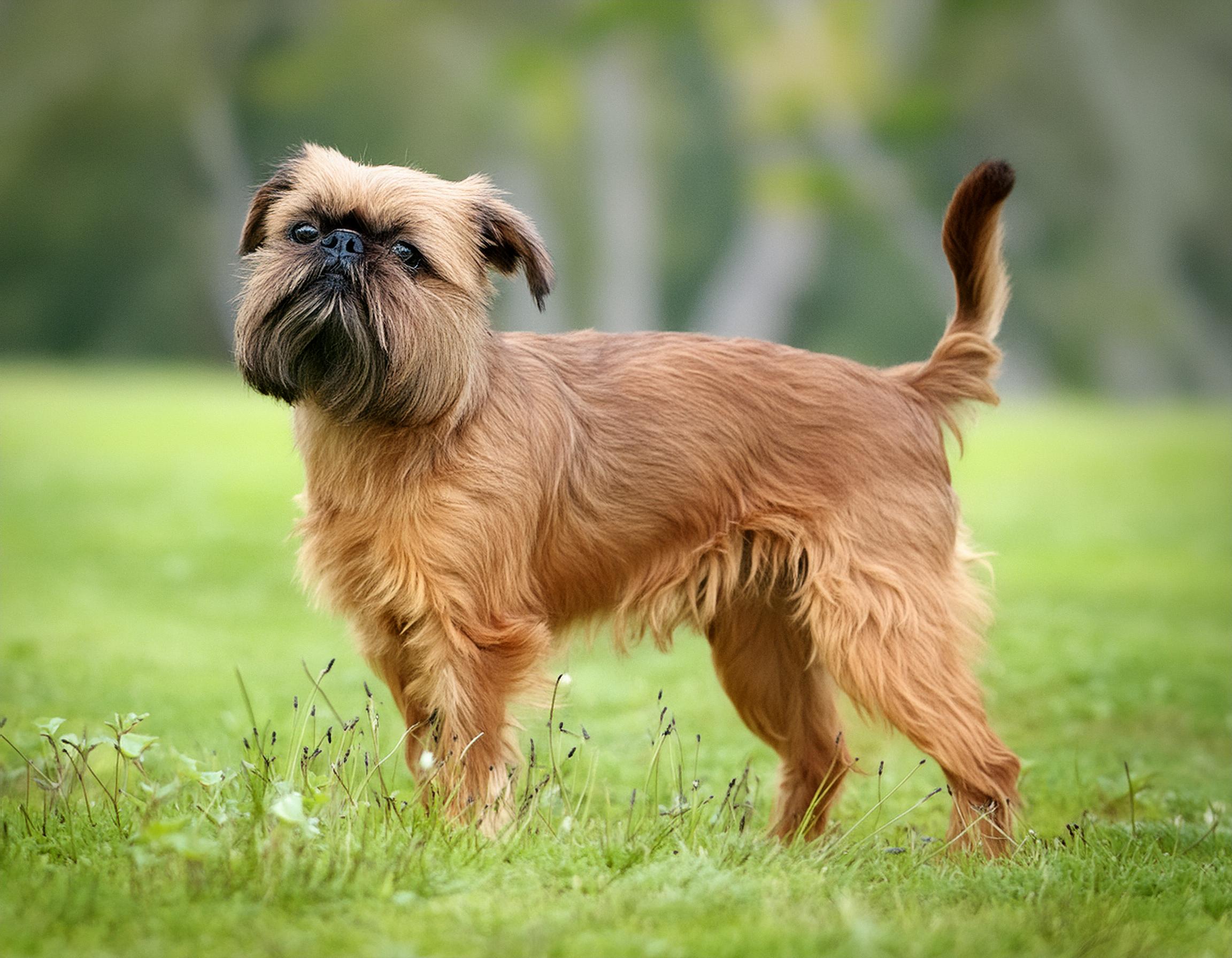 Griffon belge