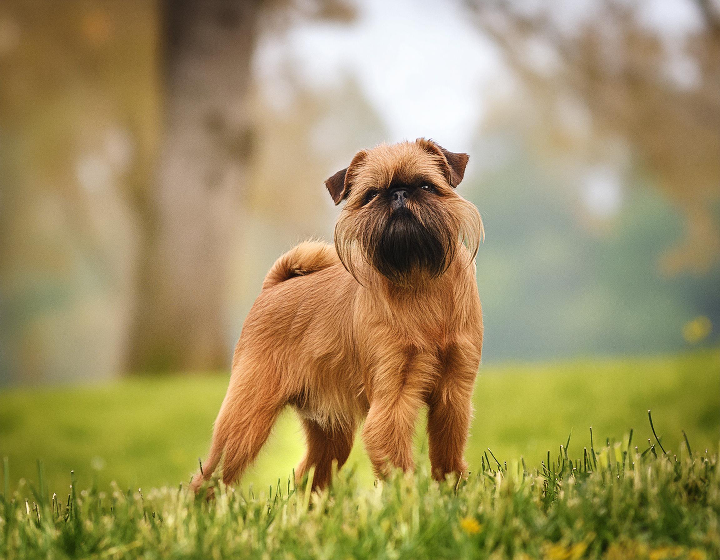 Griffon bruxellois