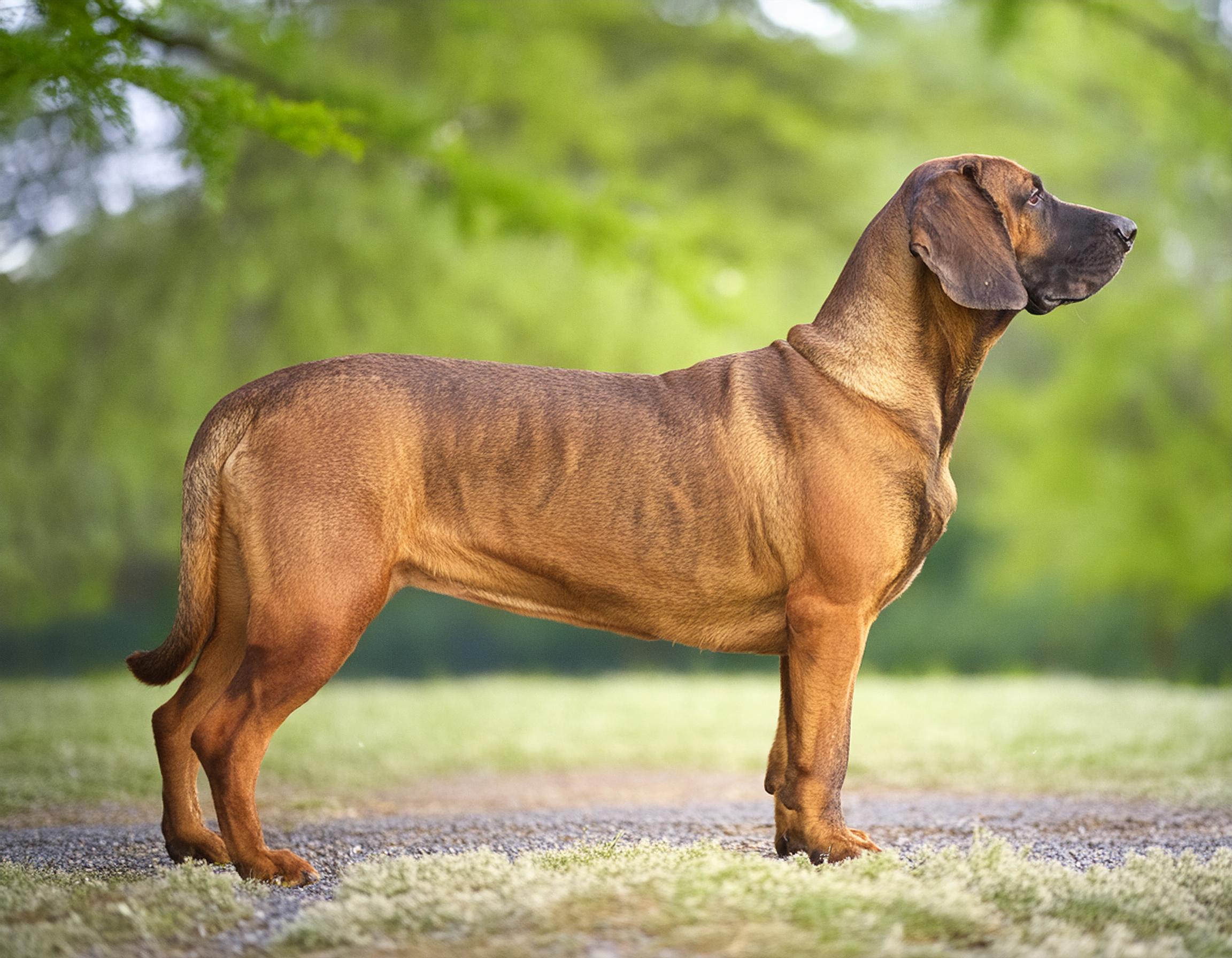 Hannoveransk viltspårhund