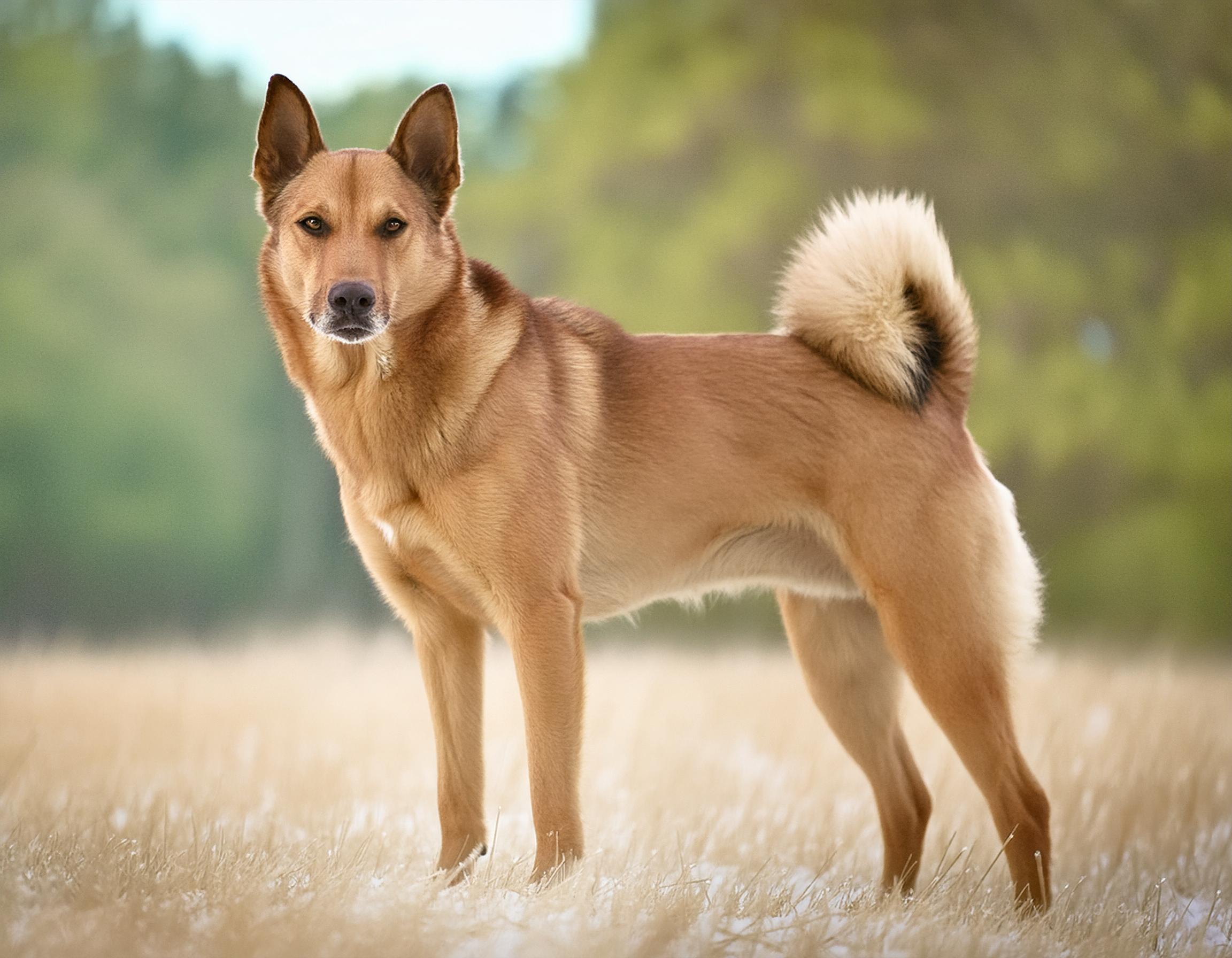 Hälleforshund
