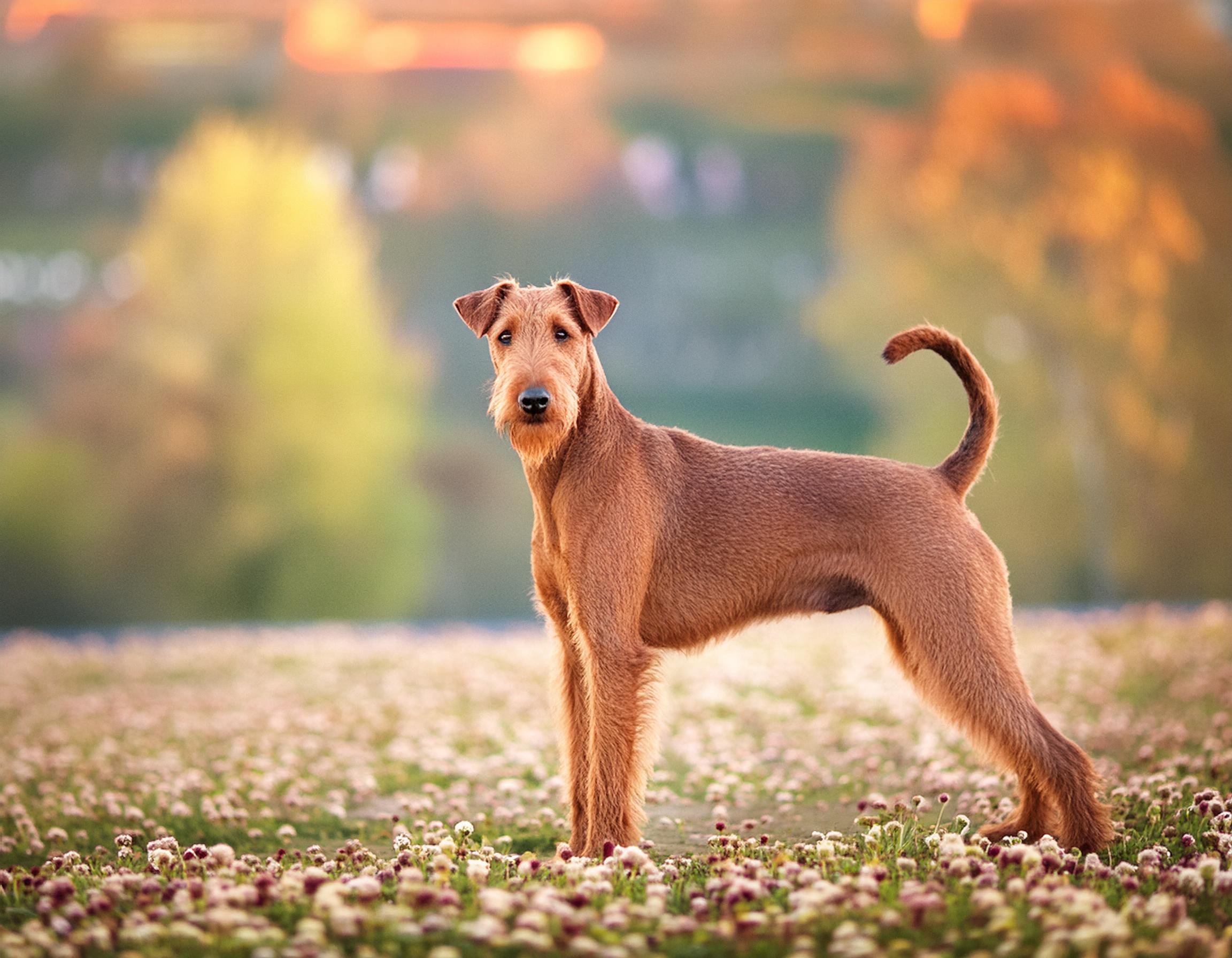 Irländsk terrier