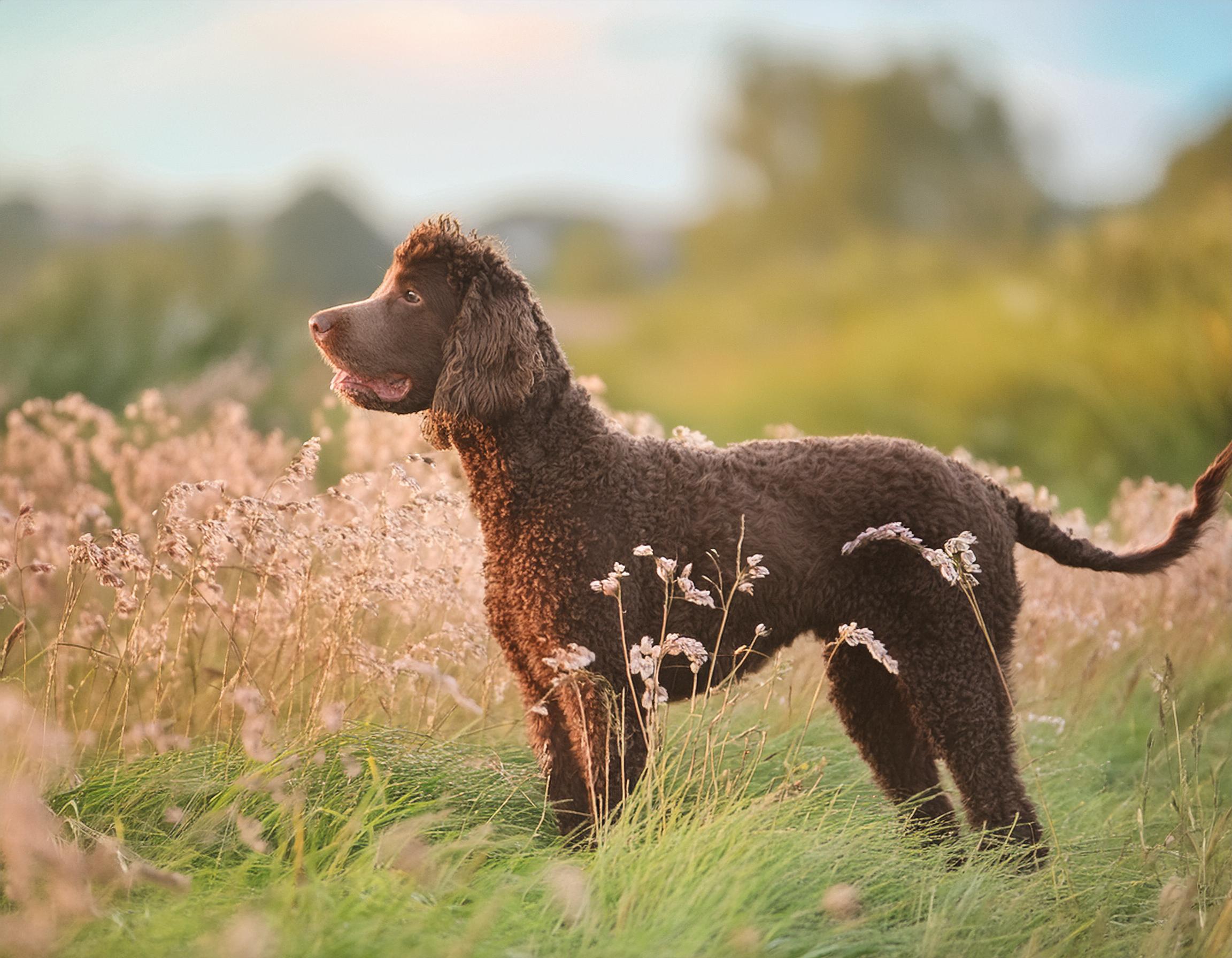 Irländsk vattenspaniel